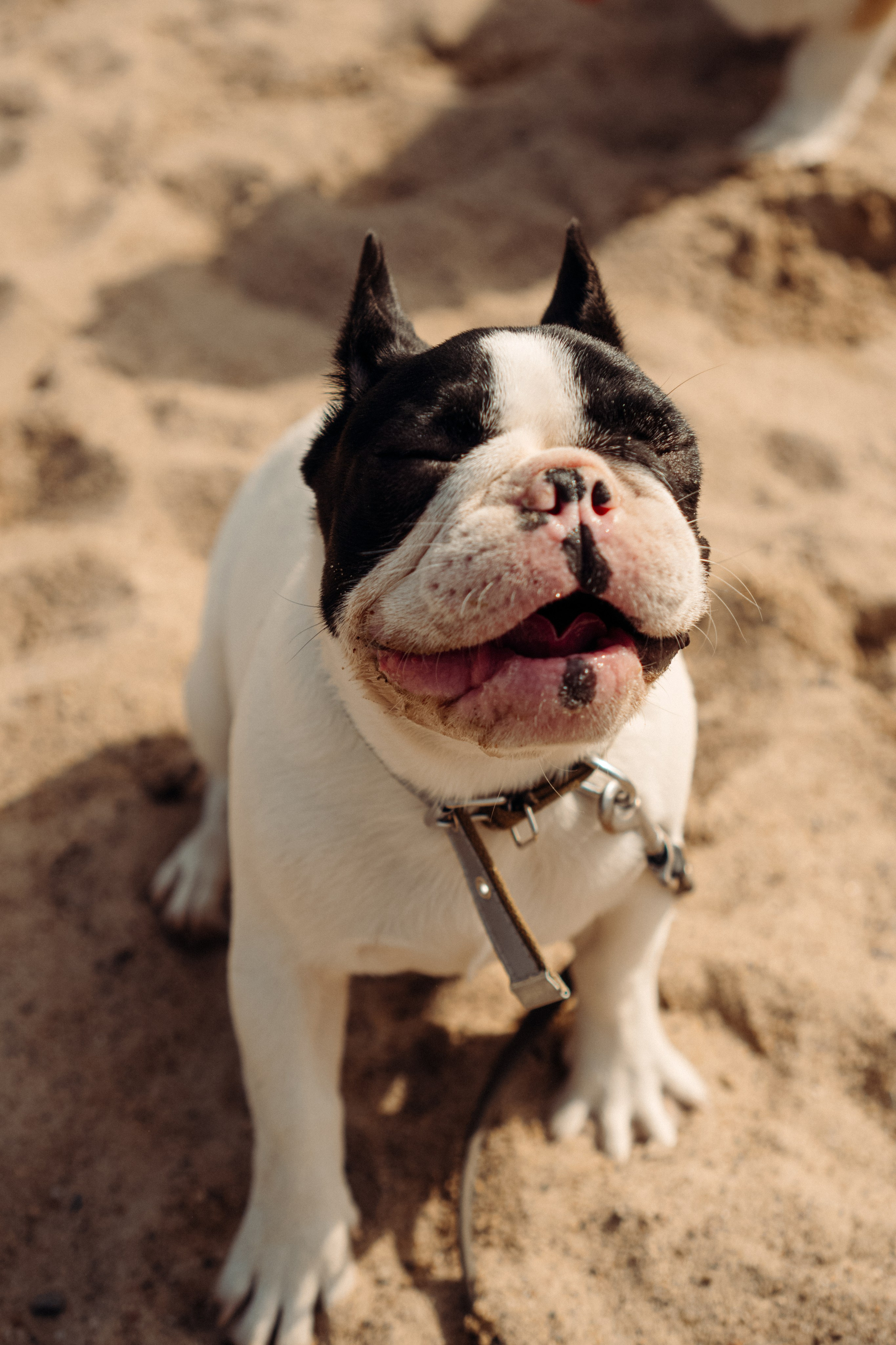 Corgi party, 18 apr. 2025. Kat Laisaar — Pet photographer in Tallinn