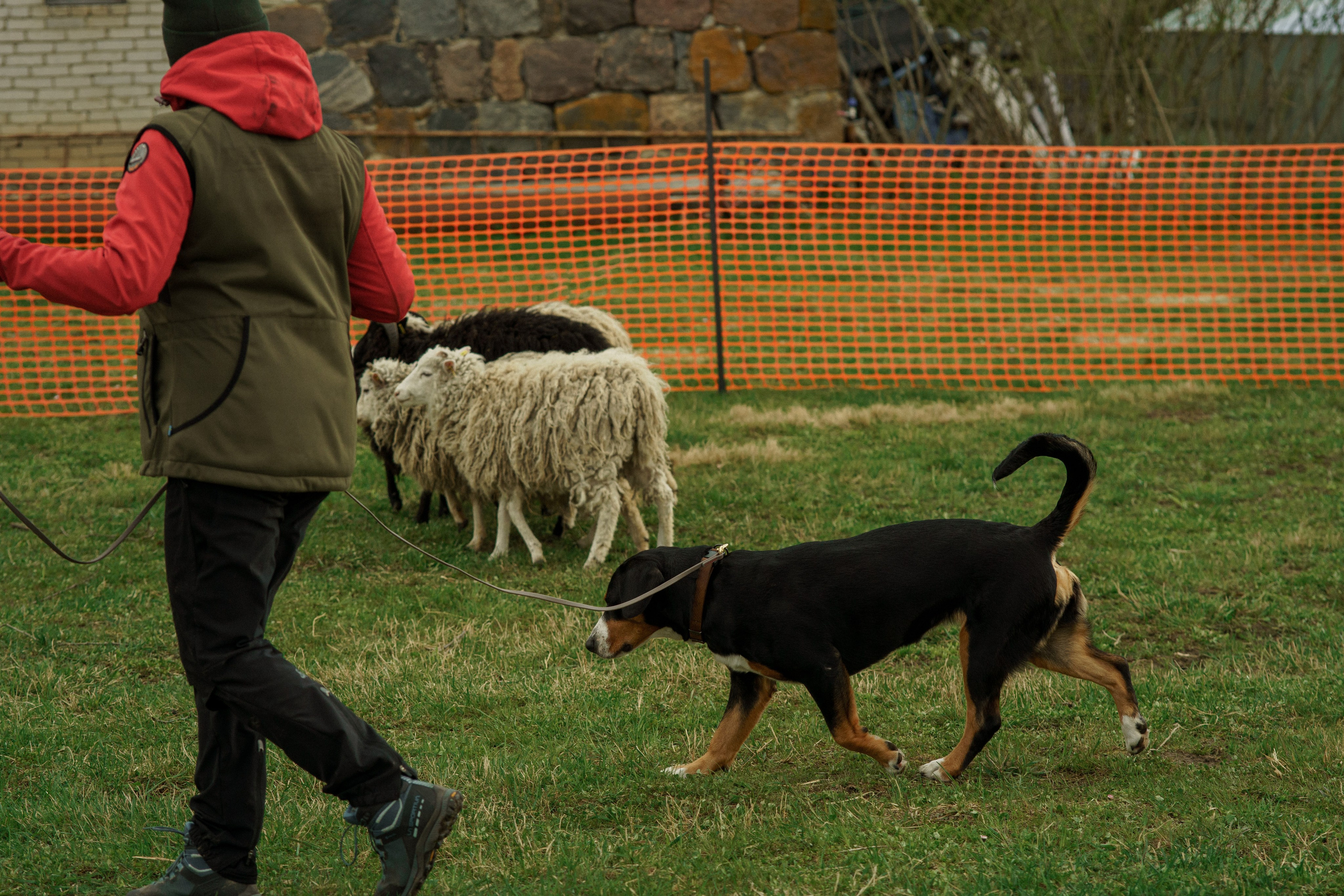 Herding Days, 26 apr. 2025. Kat Laisaar — Pet photographer in Tallinn