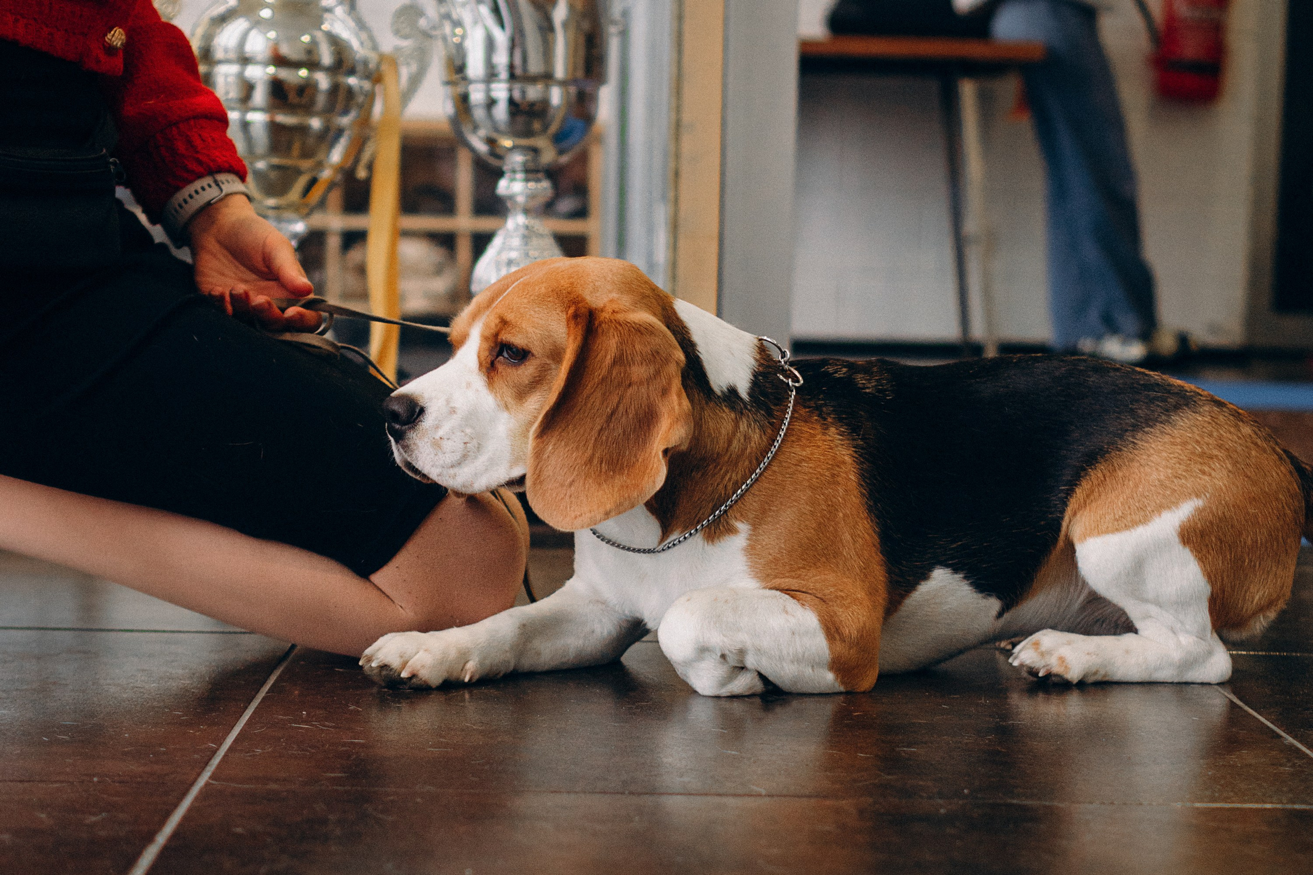 Luure & Cascada. Kat Laisaar — Pet photographer in Tallinn