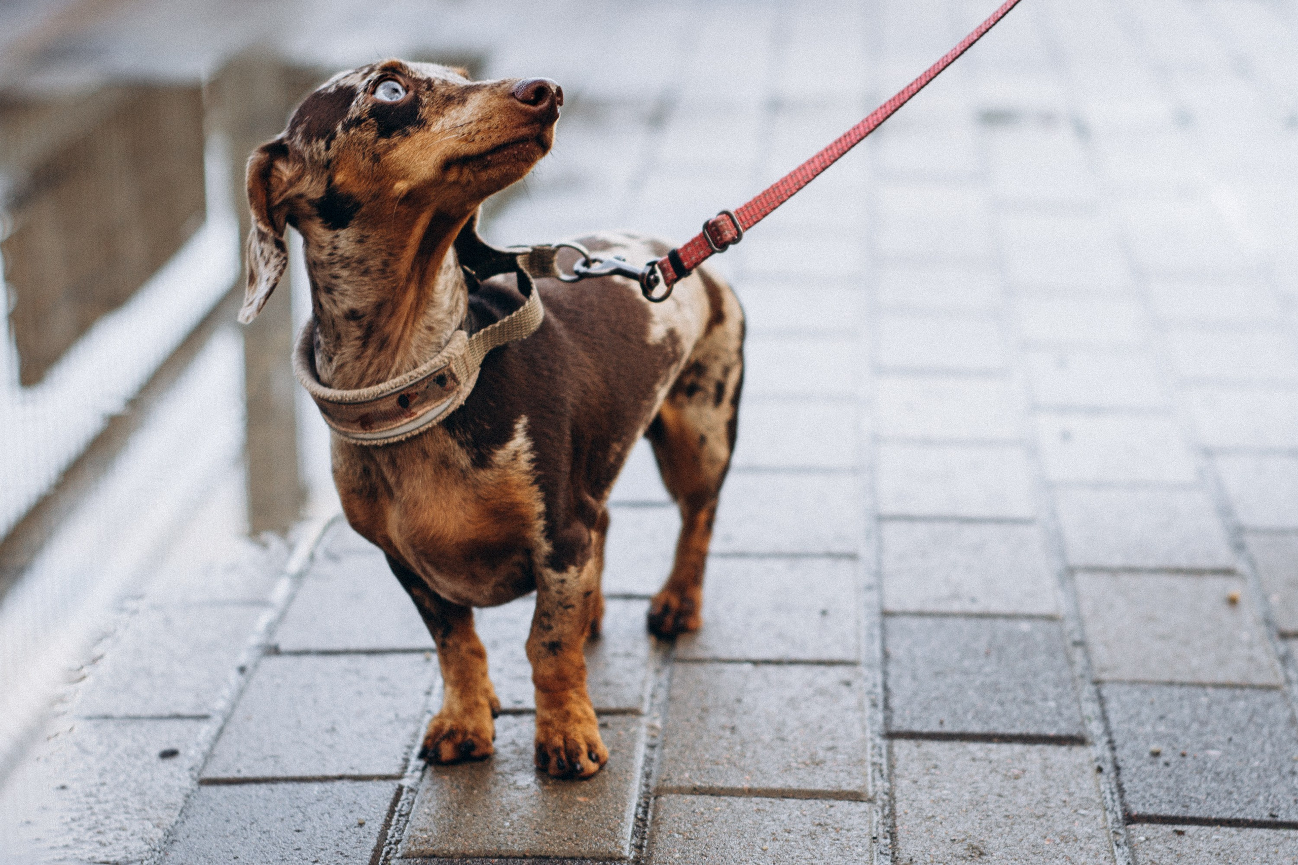 Dog Street Photography in Estonia. Kat Laisaar — Pet photographer in Tallinn