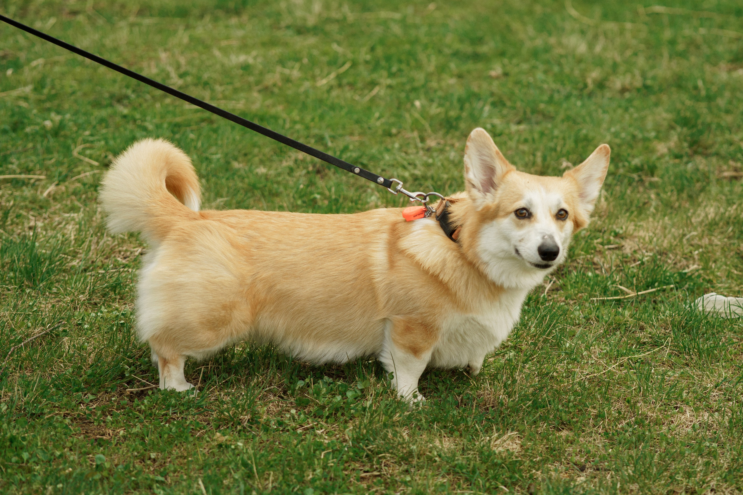 Herding Days, 26 apr. 2025. Kat Laisaar — Pet photographer in Tallinn
