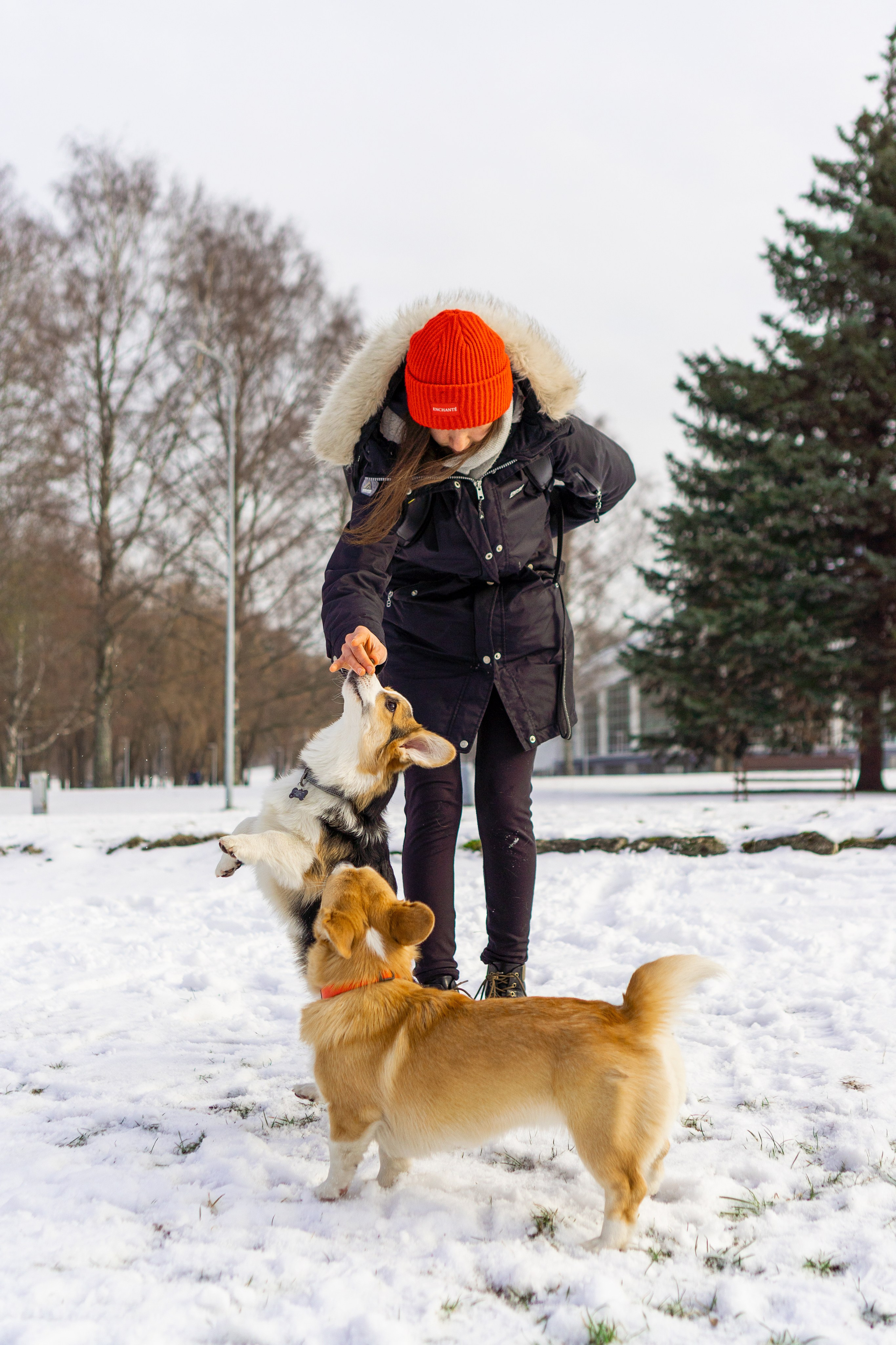 Corgi party, 23 feb. 2025. Kat Laisaar — Pet photographer in Tallinn
