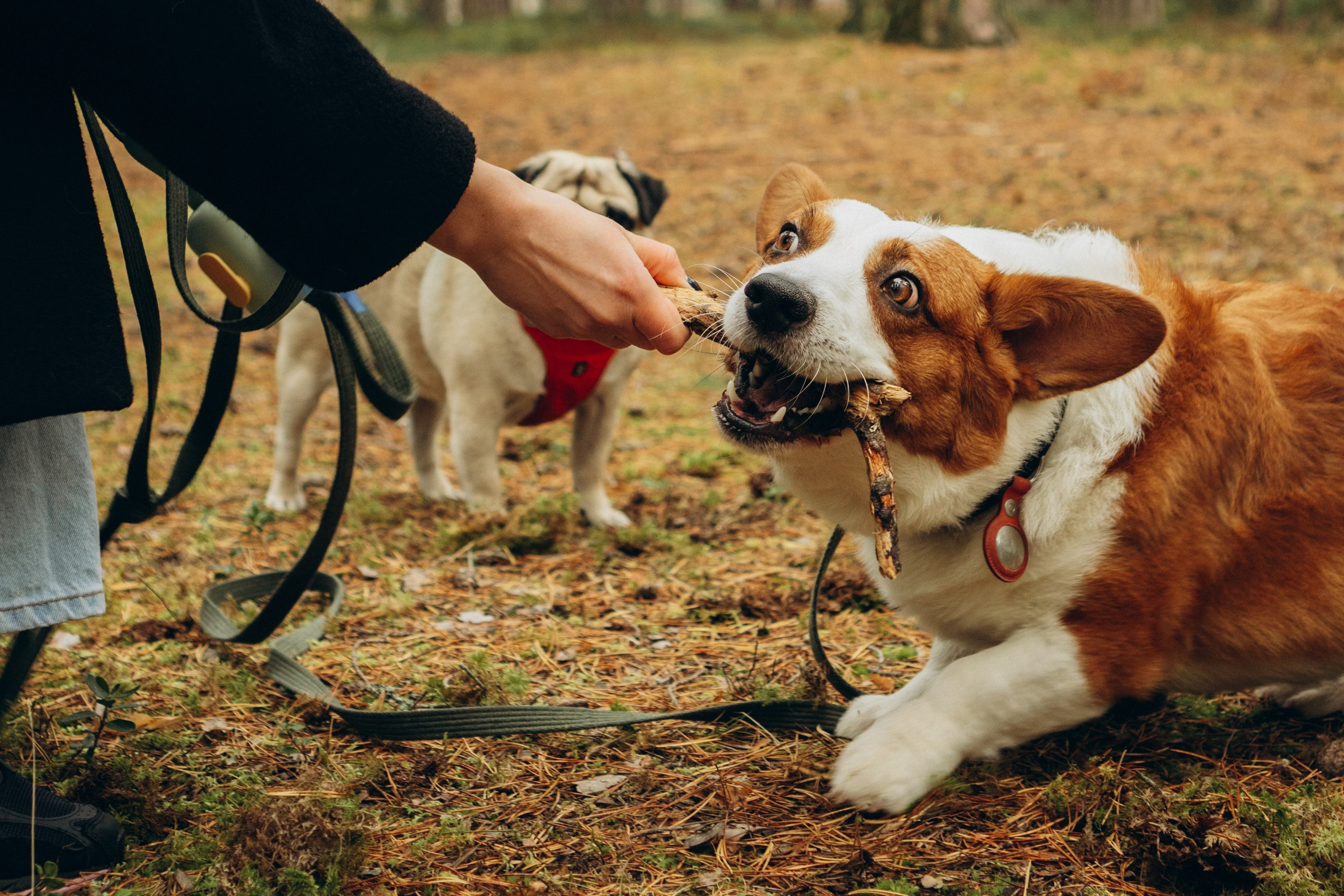 Jelena and her Sandy, Pug and Katja and her Safiir, Cardigan Welsh Corgi. Kat Laisaar — Pet photographer in Tallinn