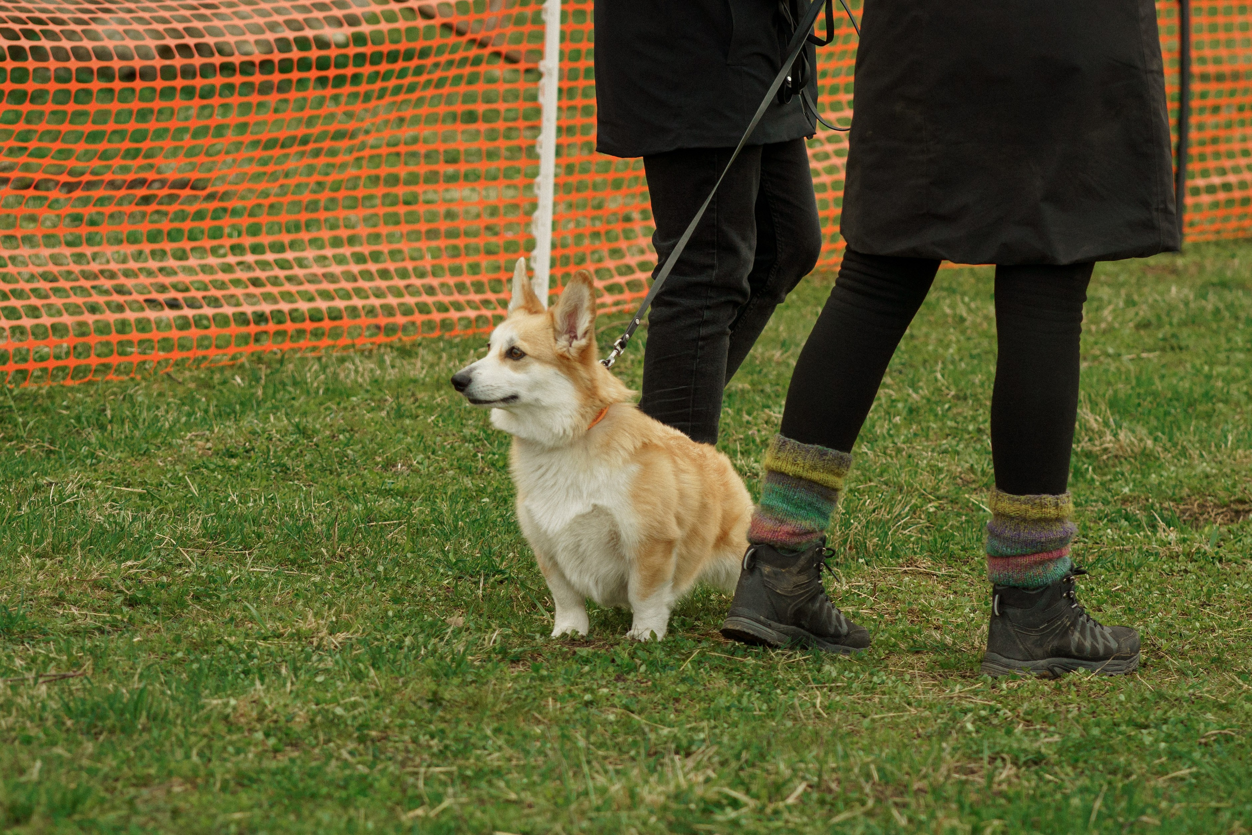 Herding Days, 26 apr. 2025. Kat Laisaar — Pet photographer in Tallinn