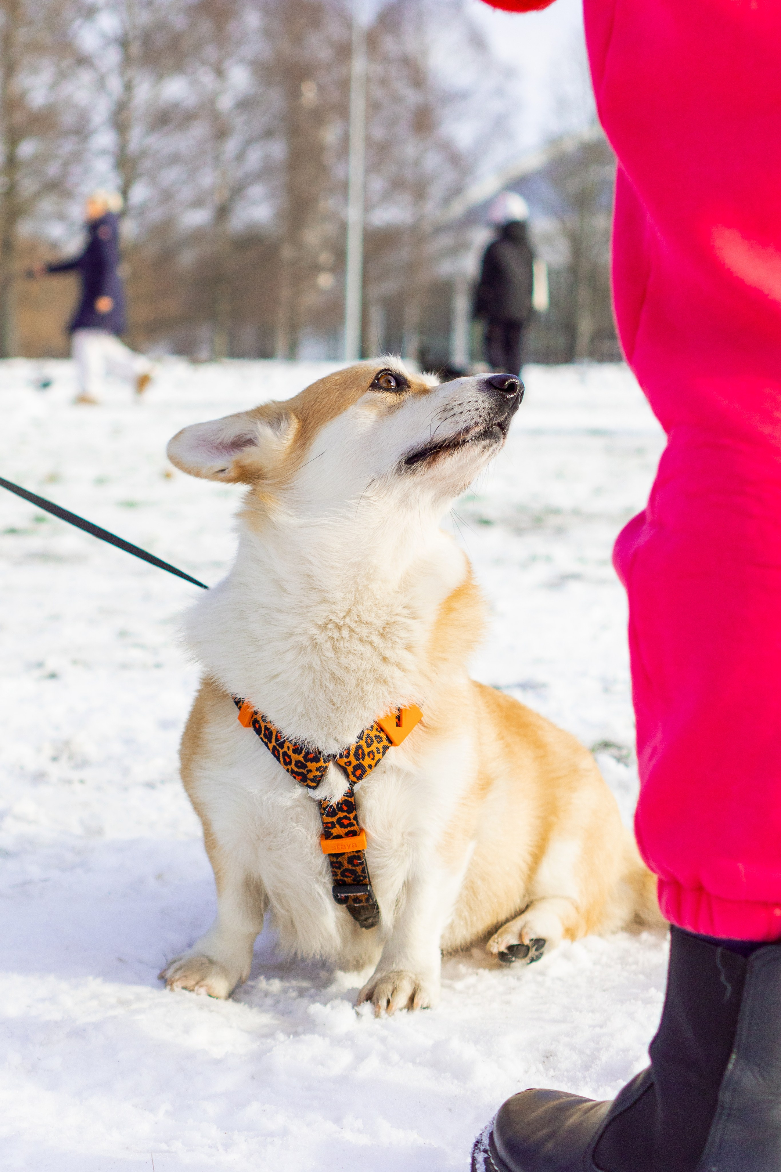 Corgi party, 23 feb. 2025. Kat Laisaar — Pet photographer in Tallinn