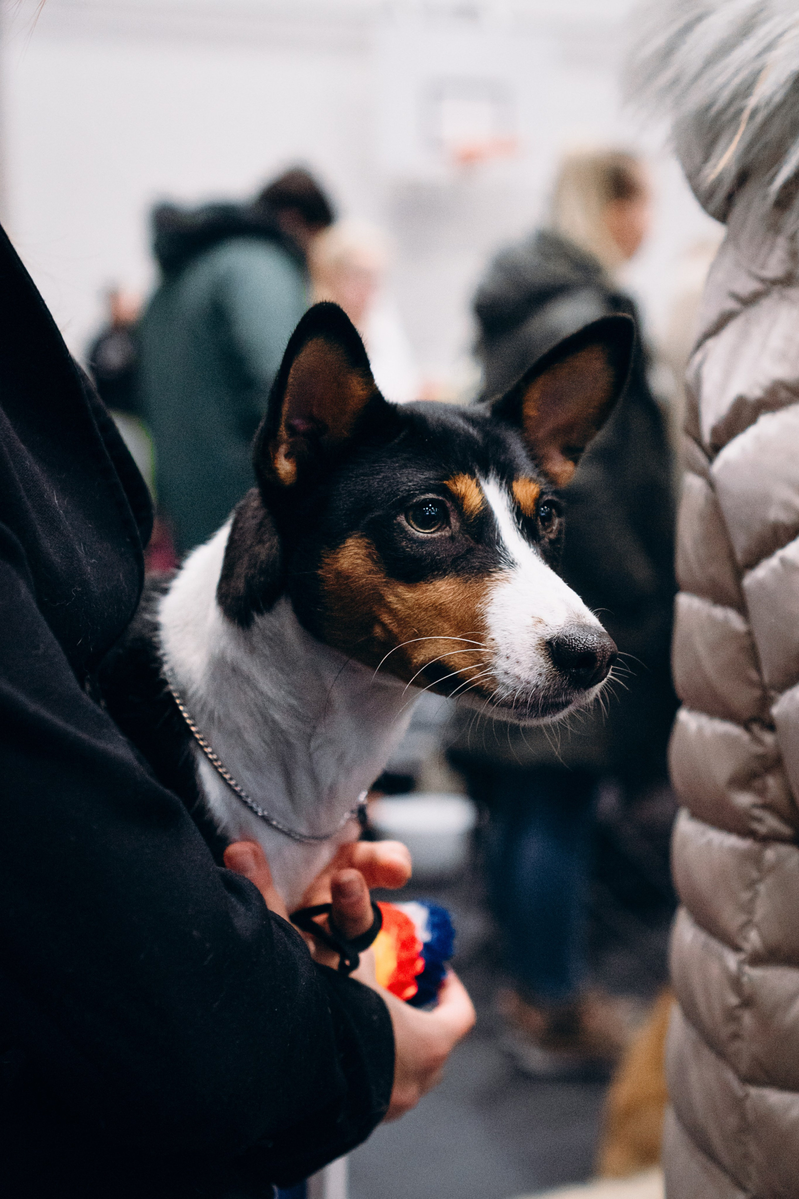 Pärnu dog weekend photo report. Kat Laisaar — Pet photographer in Tallinn