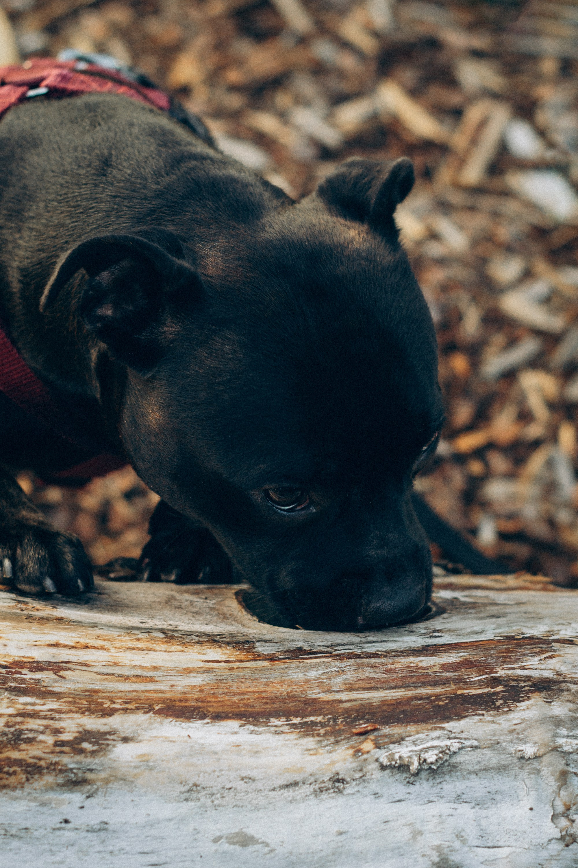 Severa and Barracuda, Staffordshire Bull Terriers. Kat Laisaar — Pet photographer in Tallinn