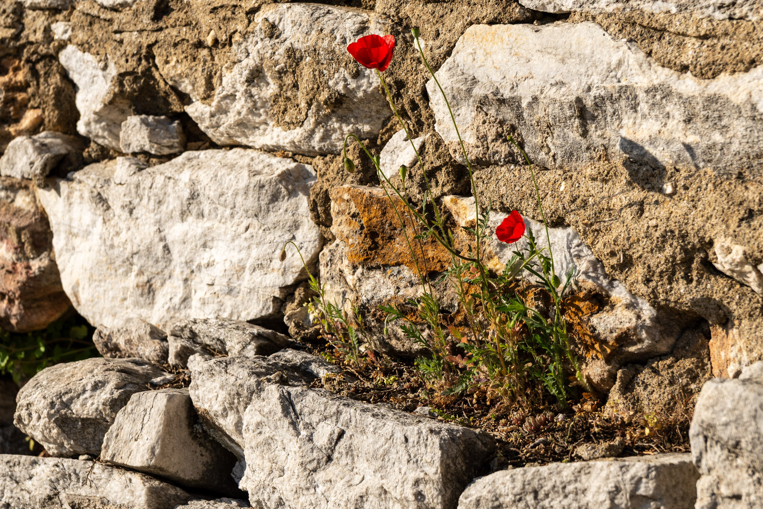 Thasos 2025. Fotografiideplacere.net