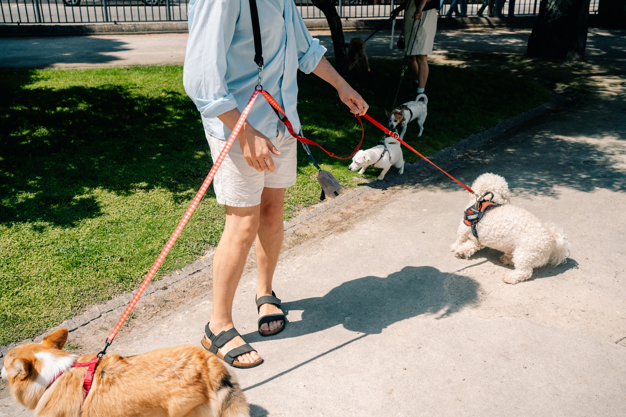 Yana & Pedro & Doggos. Maria Sher. Professional photographer from Porto, Portugal