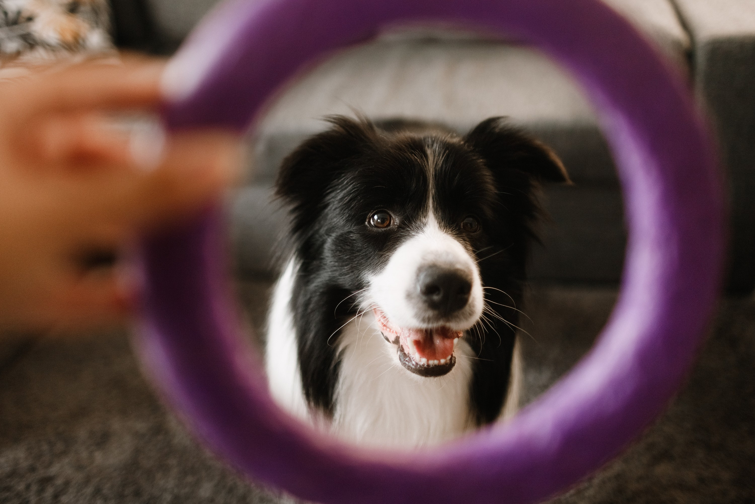 Evgenia & Richard. Kaja | fotograf we Wrocławiu | ludzie i psy