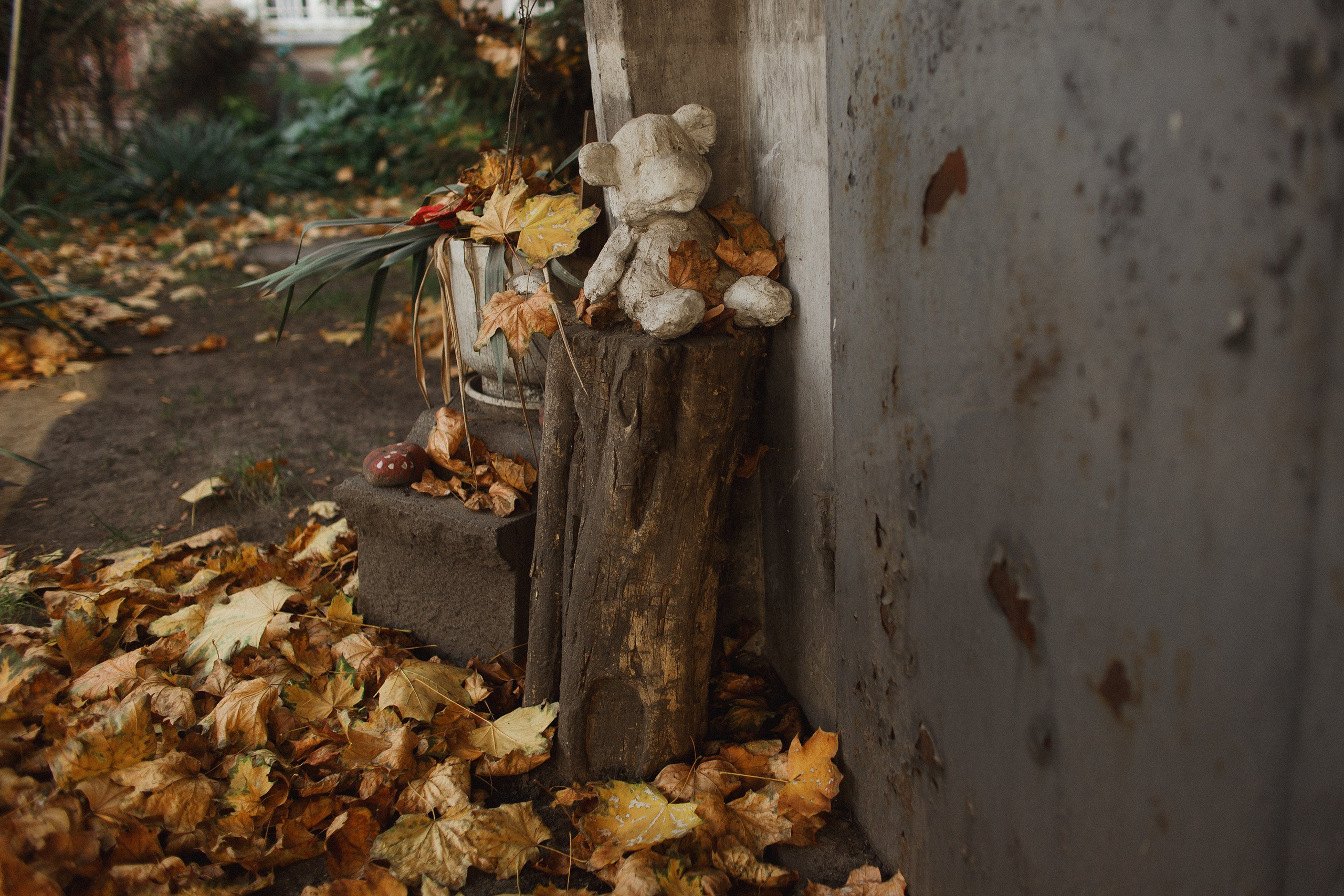 Nastya. Kaja | fotograf psów we Wrocławiu