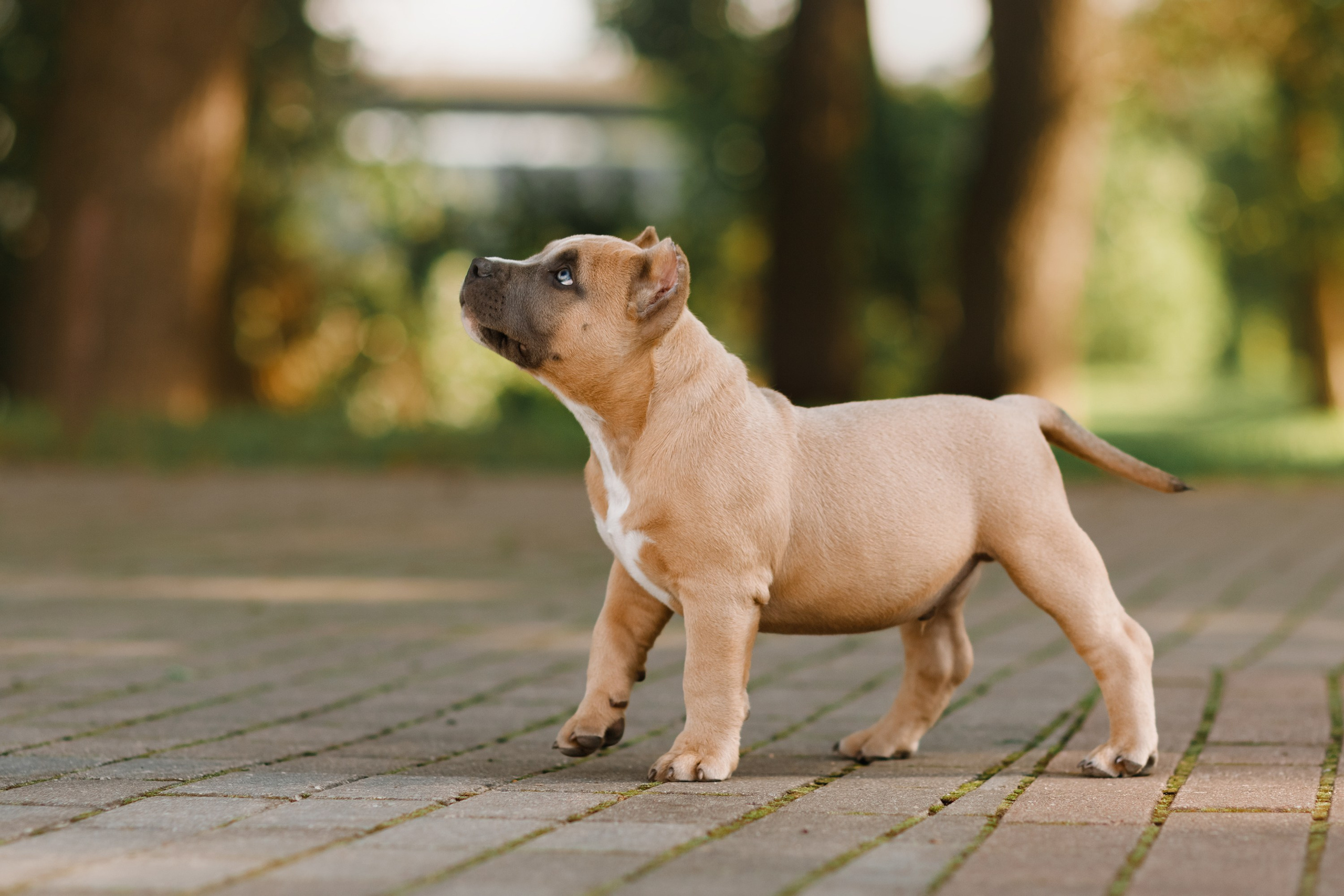 Bullie puppies. Kaja | fotograf we Wrocławiu | ludzie i psy