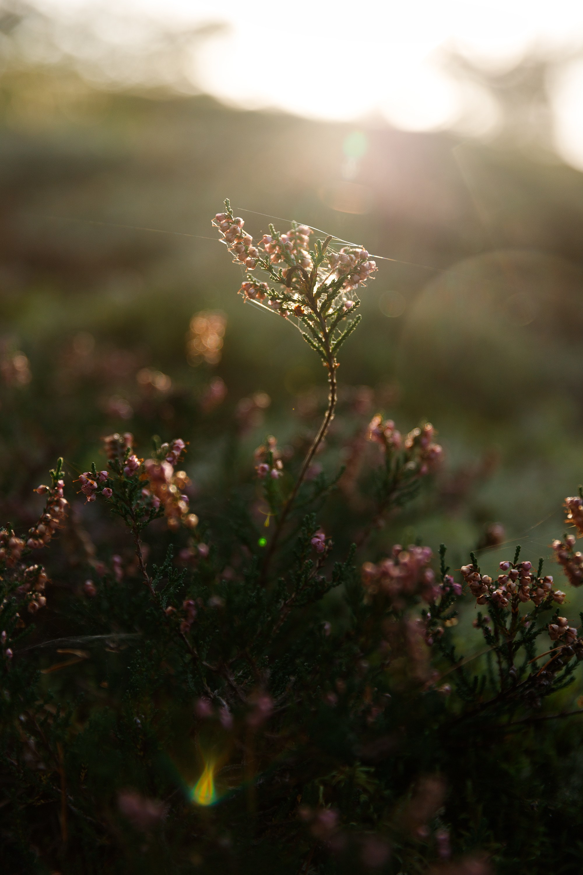 Turku. Kaja | fotograf psów we Wrocławiu
