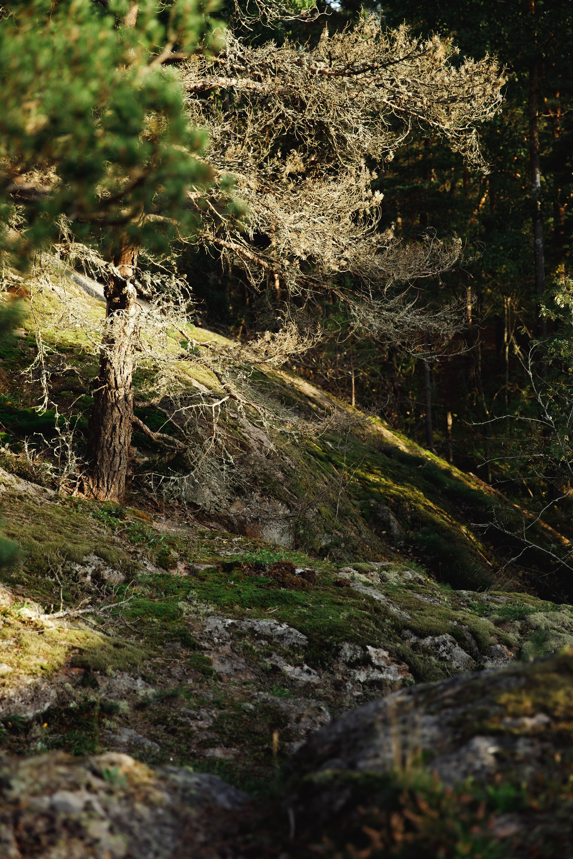 Turku. Kaja | fotograf psów we Wrocławiu