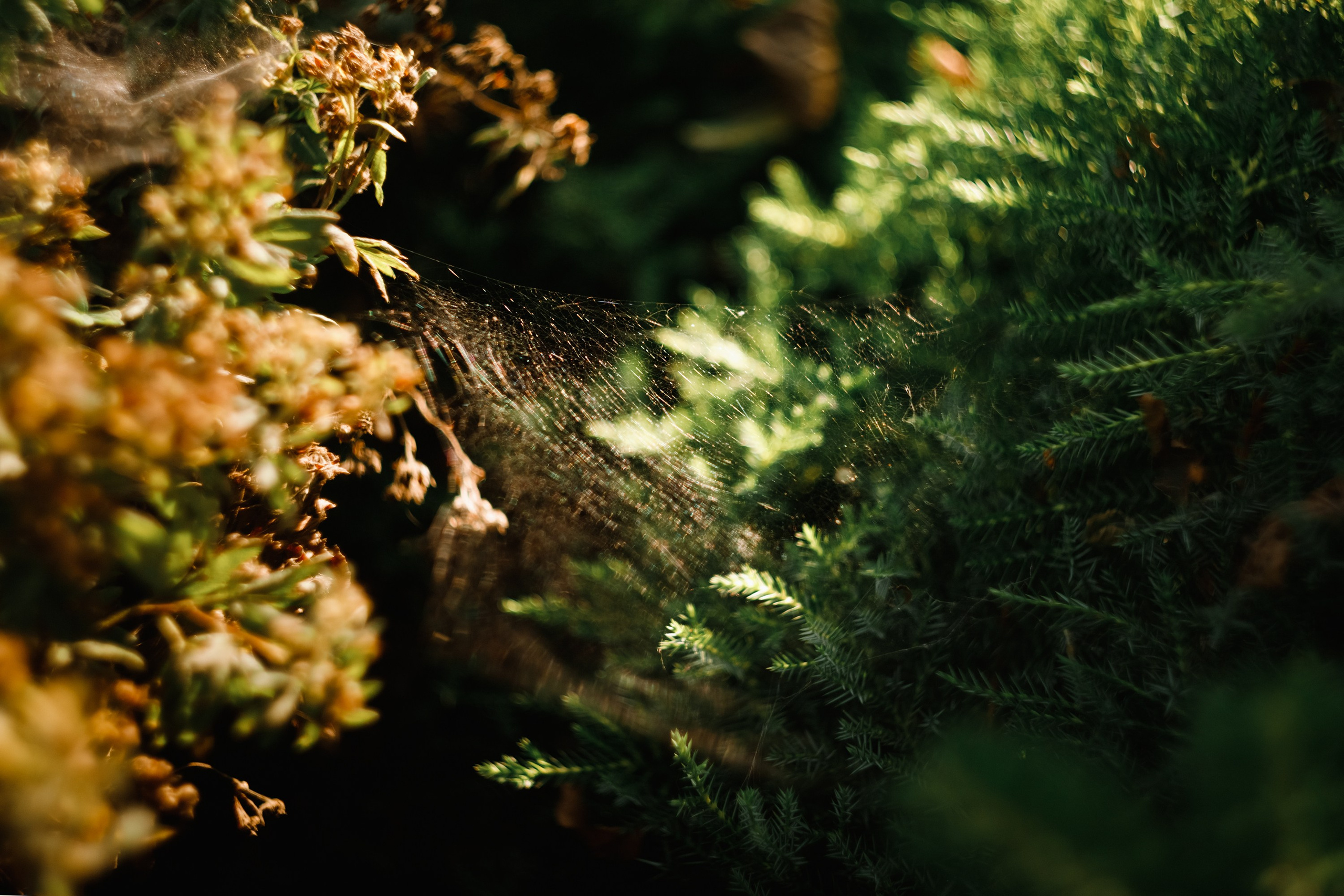 One small village in Grodno region. Kaja | fotograf we Wrocławiu | ludzie i psy
