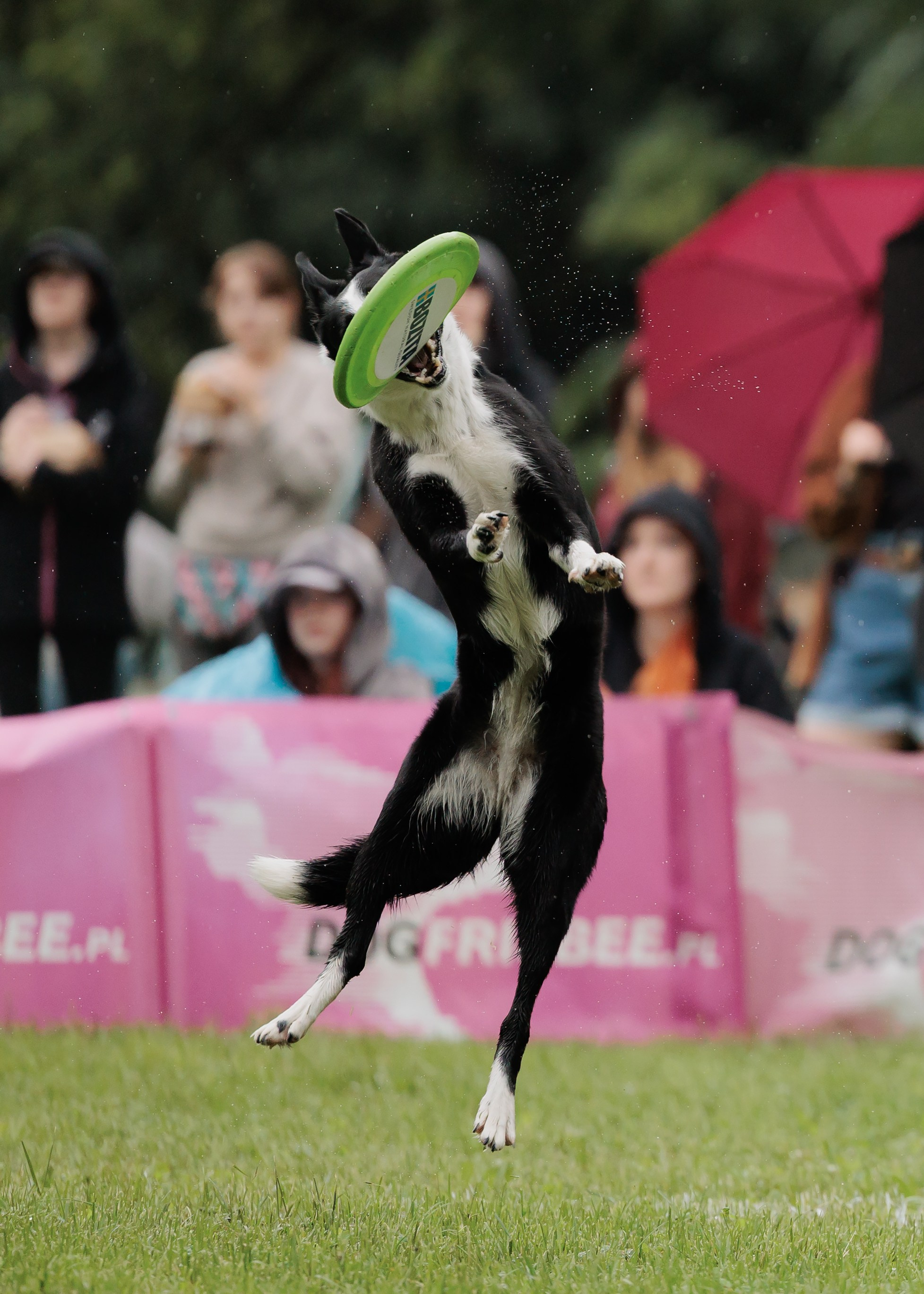 Latające psy, Wrocław'25. Kaja | fotograf psów we Wrocławiu