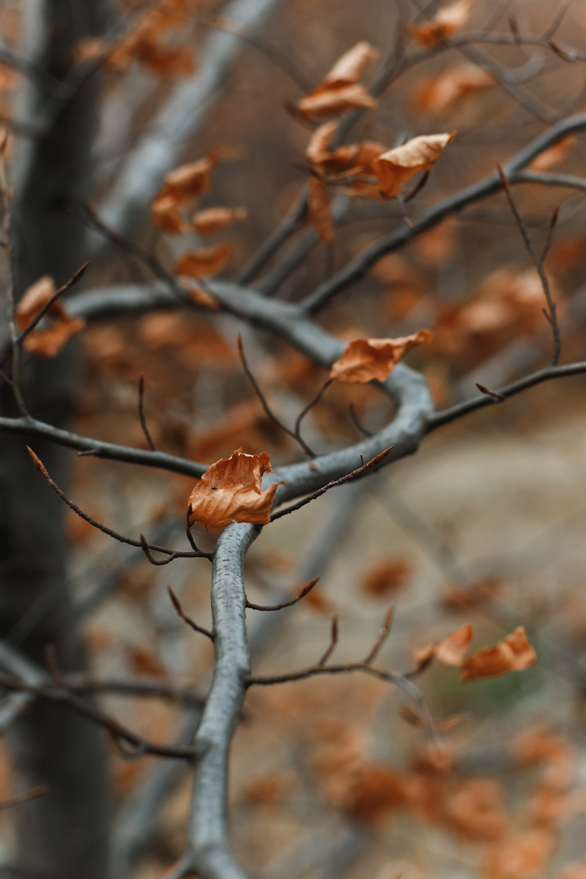 Sowie góry. Kaja | fotograf we Wrocławiu | ludzie i psy