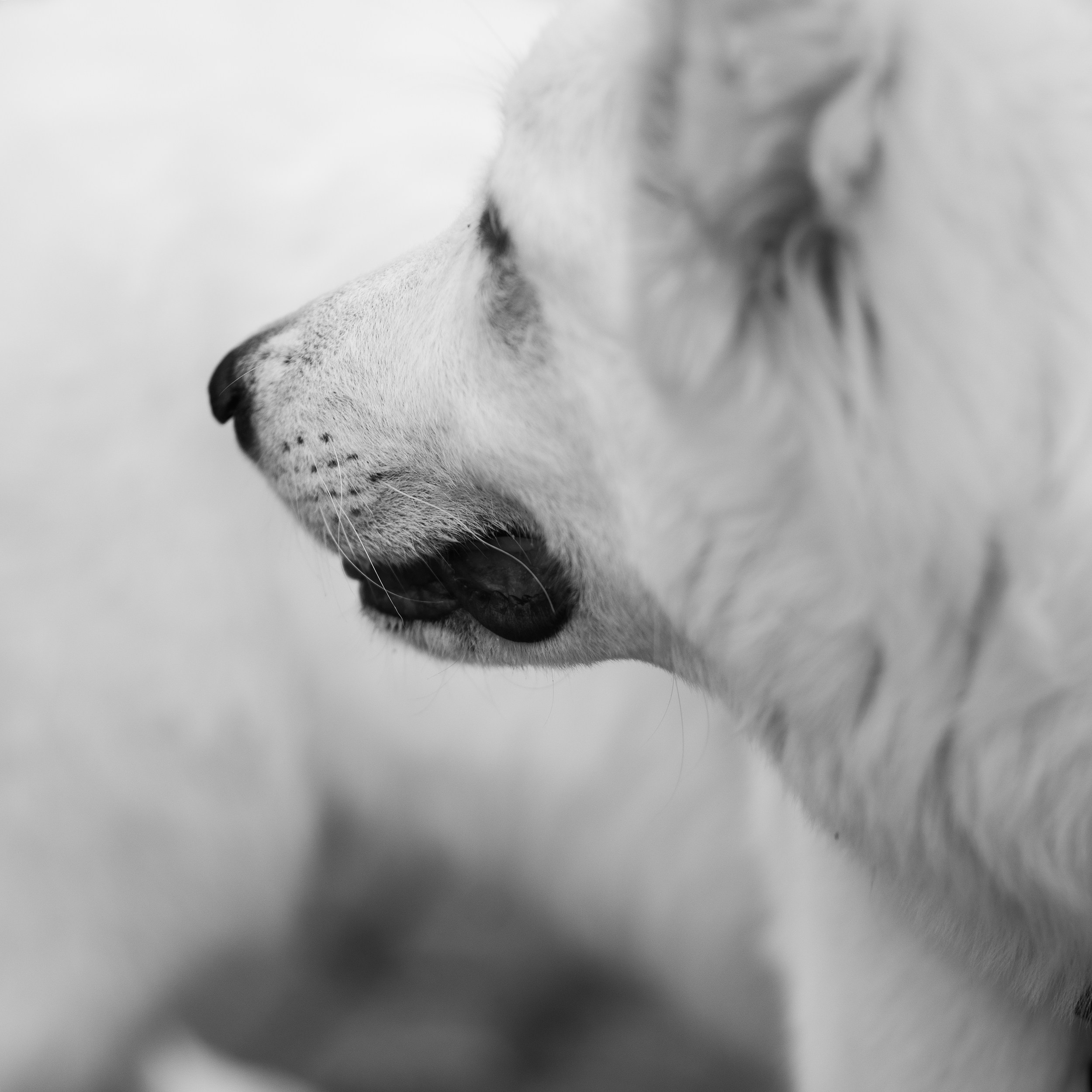 Astra in Leipzig. Kaja | fotograf we Wrocławiu | ludzie i psy