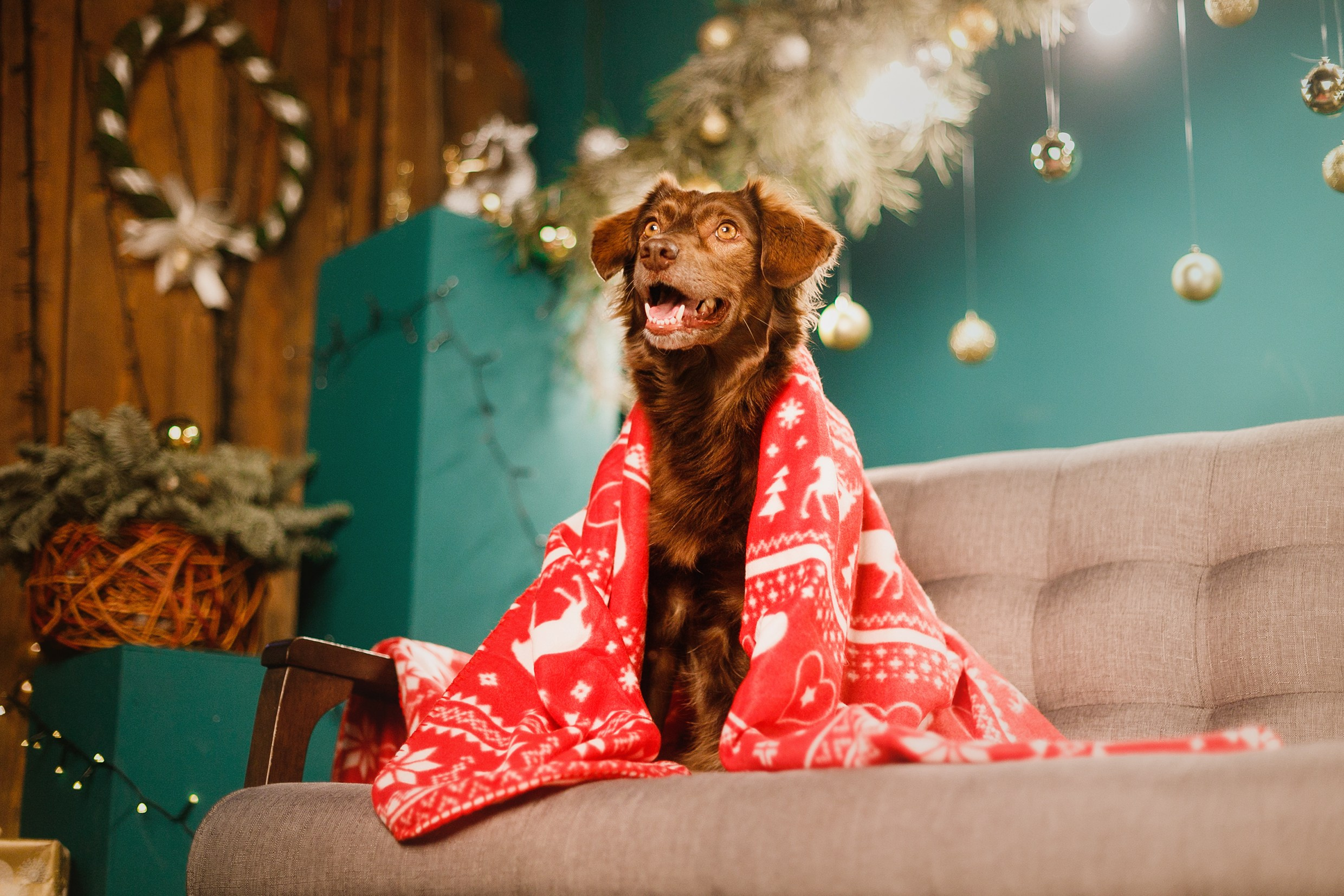 Lana, Edgar and Mucha | new year studio. Kaja | fotograf psów we Wrocławiu