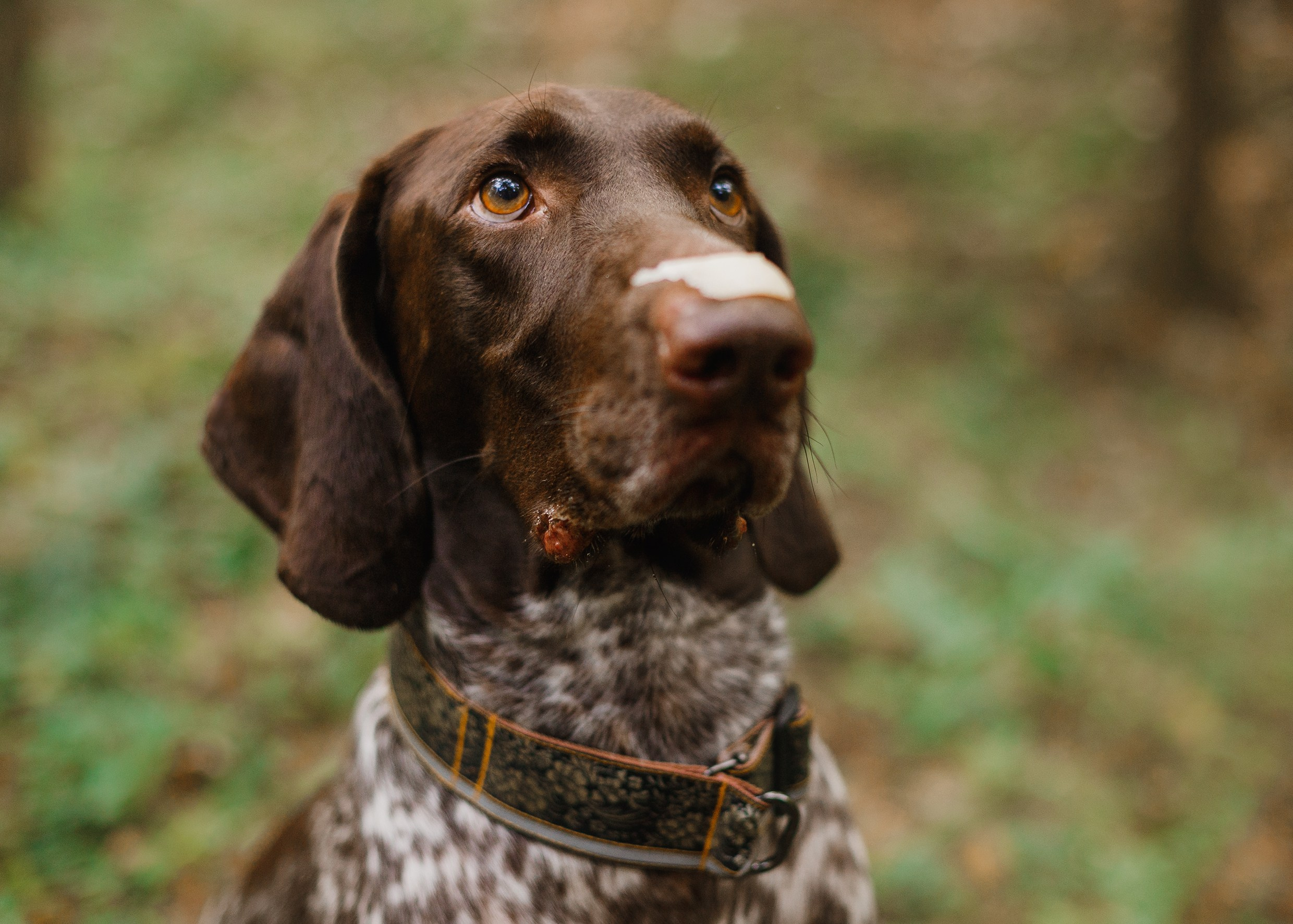 «Kasmach» dogs ammunition. Kaja | fotograf we Wrocławiu | ludzie i psy