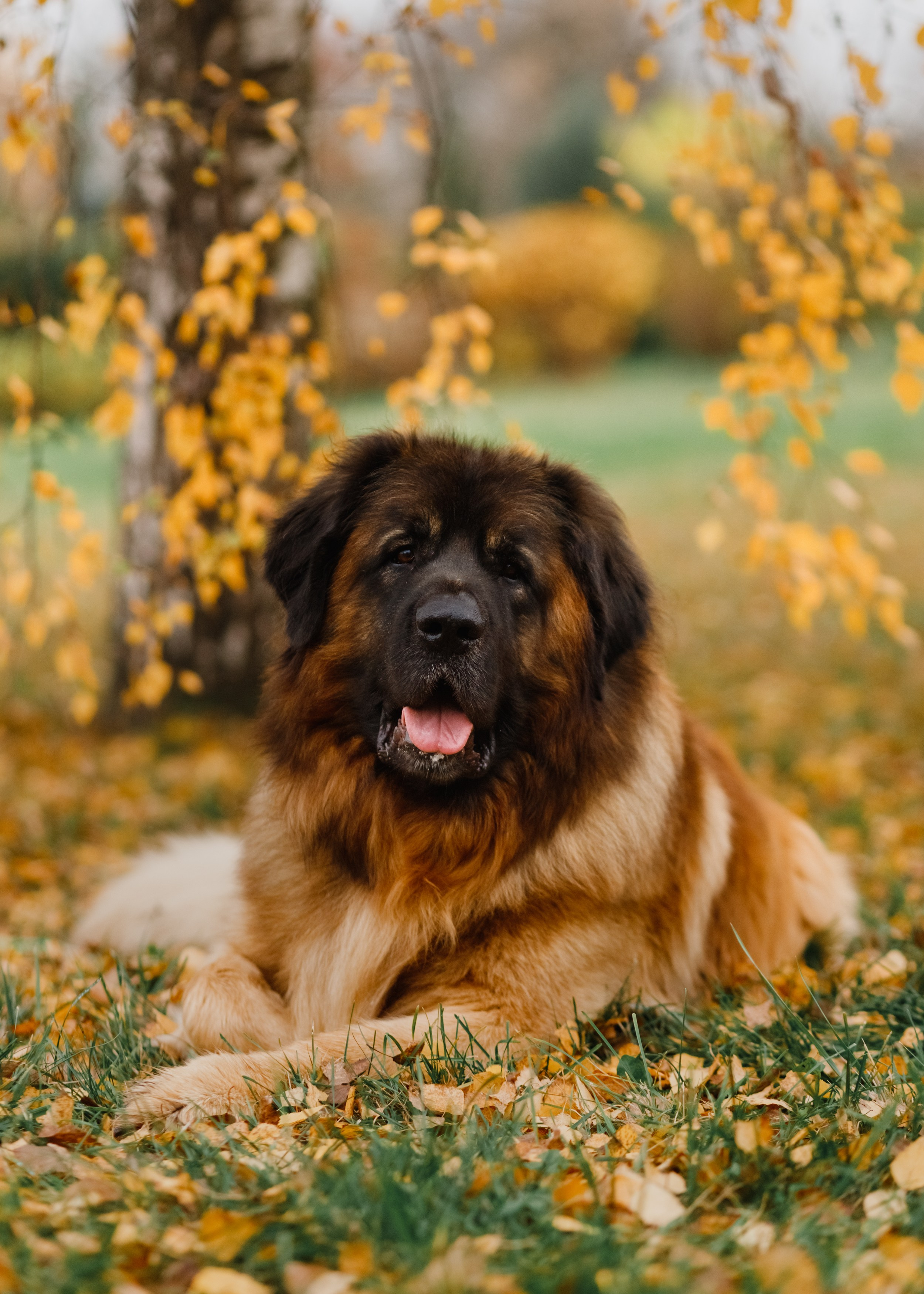 Leonbergers. Kaja | fotograf we Wrocławiu | ludzie i psy