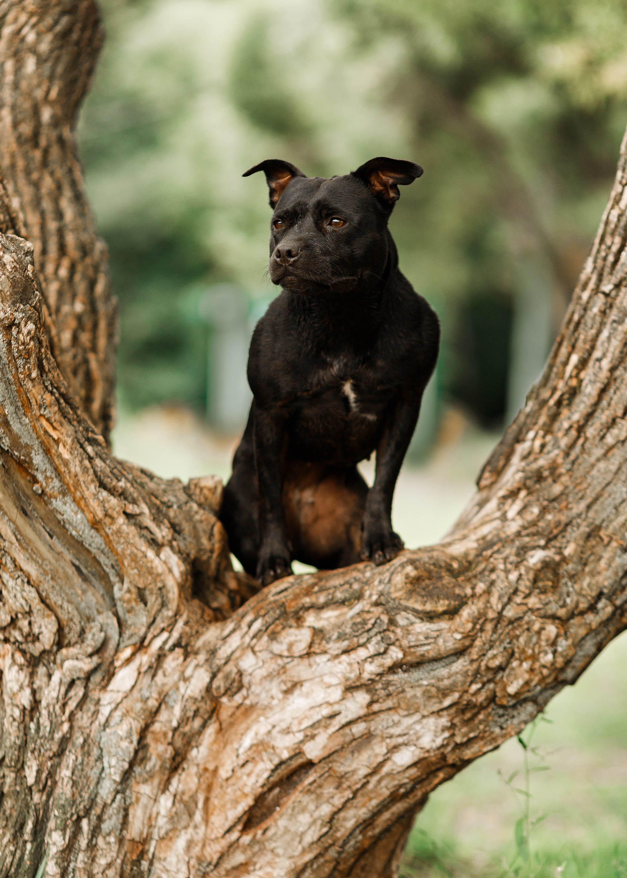 Staffy Yosia. Kaja | fotograf we Wrocławiu | ludzie i psy