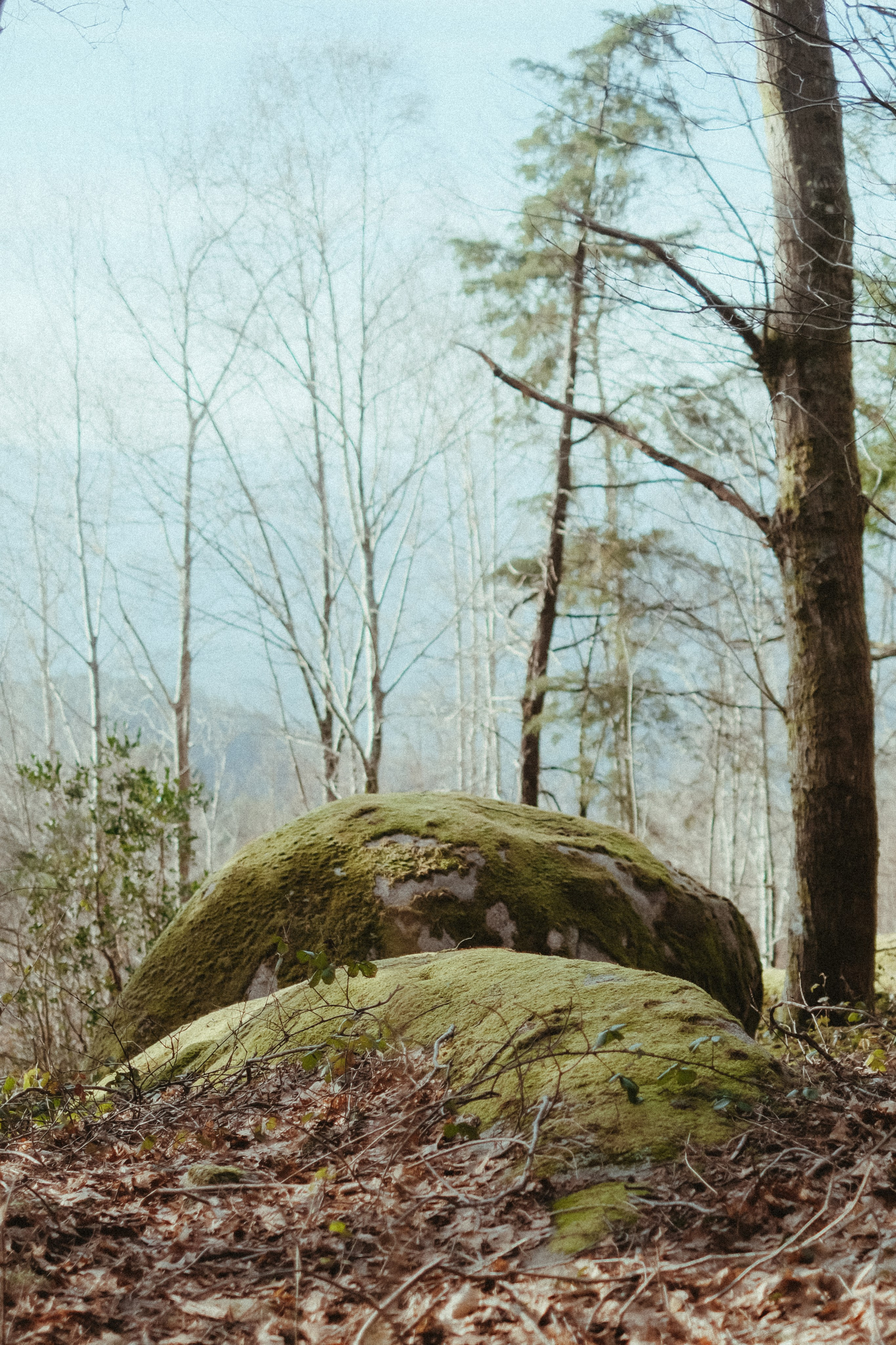 Forest engagement session location in Portugal with moss and natural light