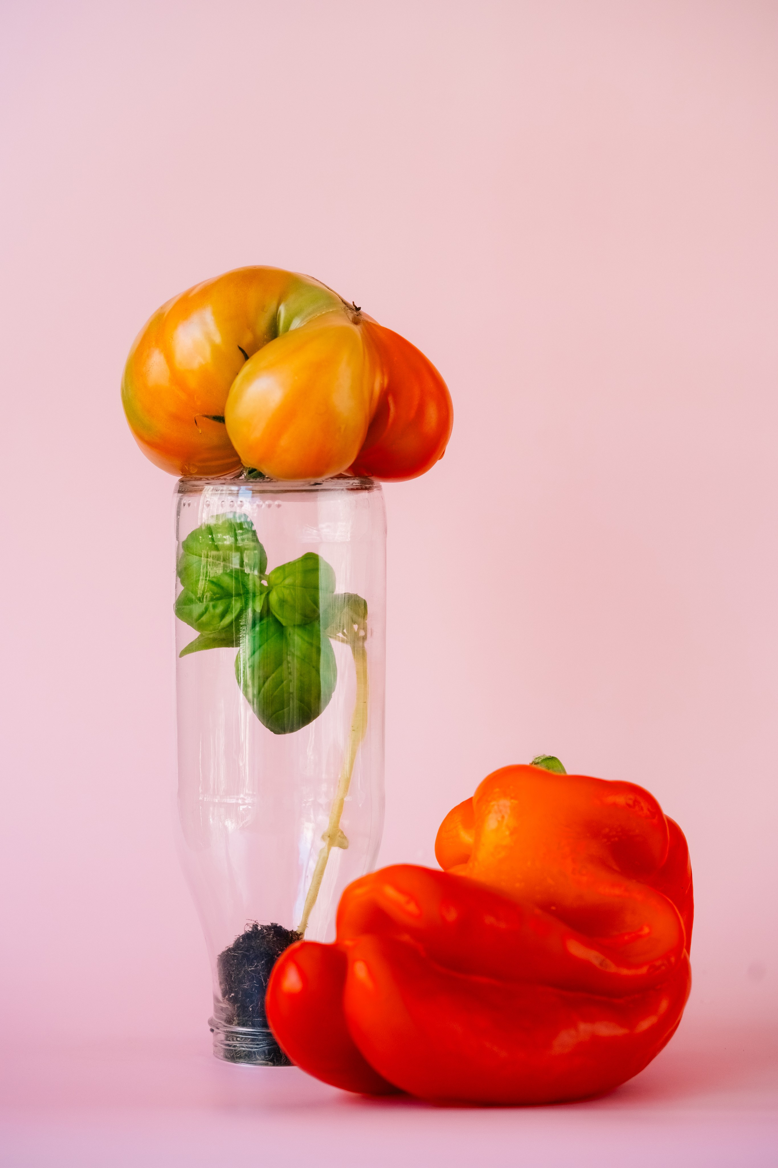 Натюрморт с перцем, помидорами и базиликом в стекле. Сюрреалистическая композиция из перца, помидора и базилика в стеклянной бутылке на розовом фоне.