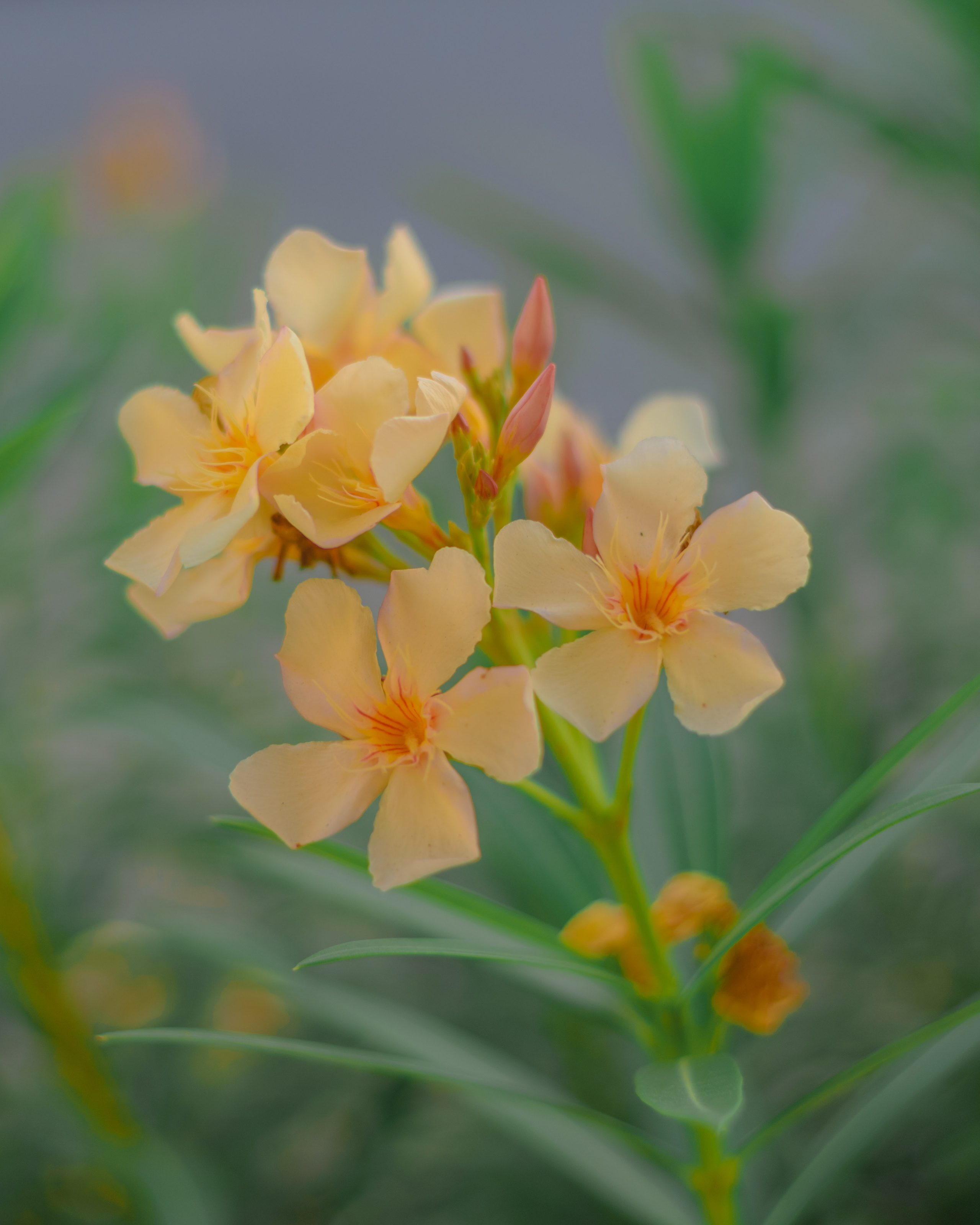 Inicio. Fotógrafo en Villahermosa | ERALPUCHE