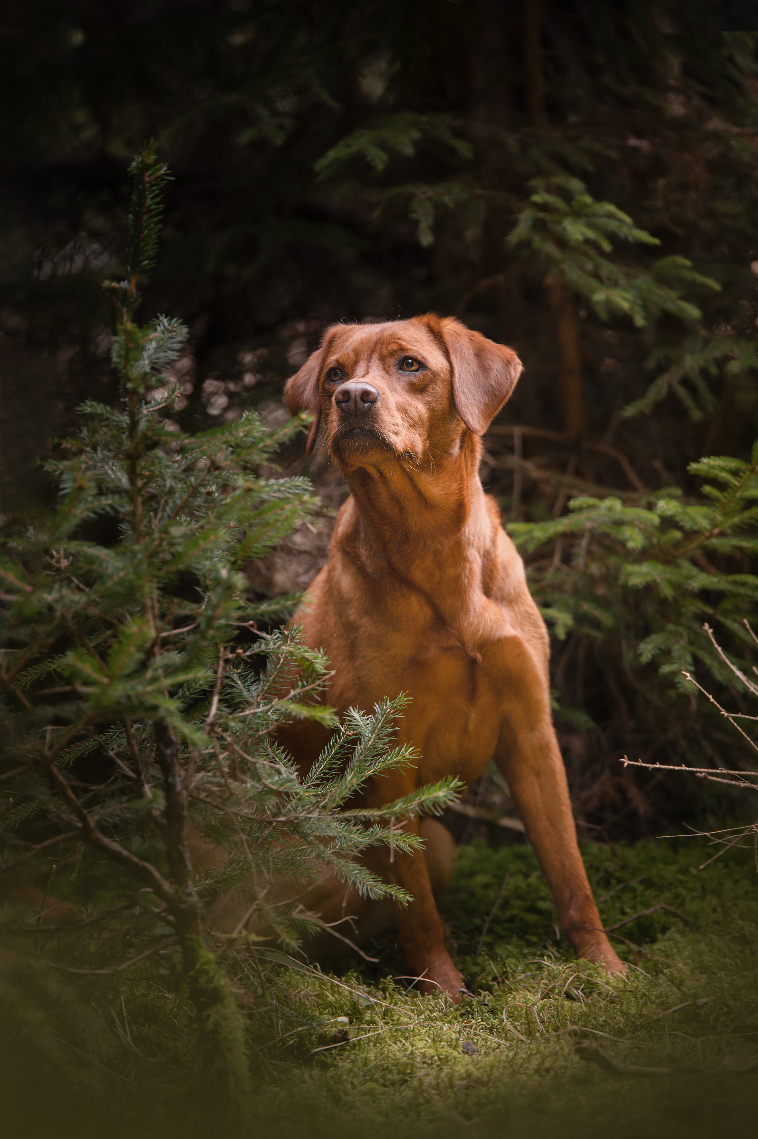 Waldzauber. Tierfotografie und Familienfotografie in der Hallertau