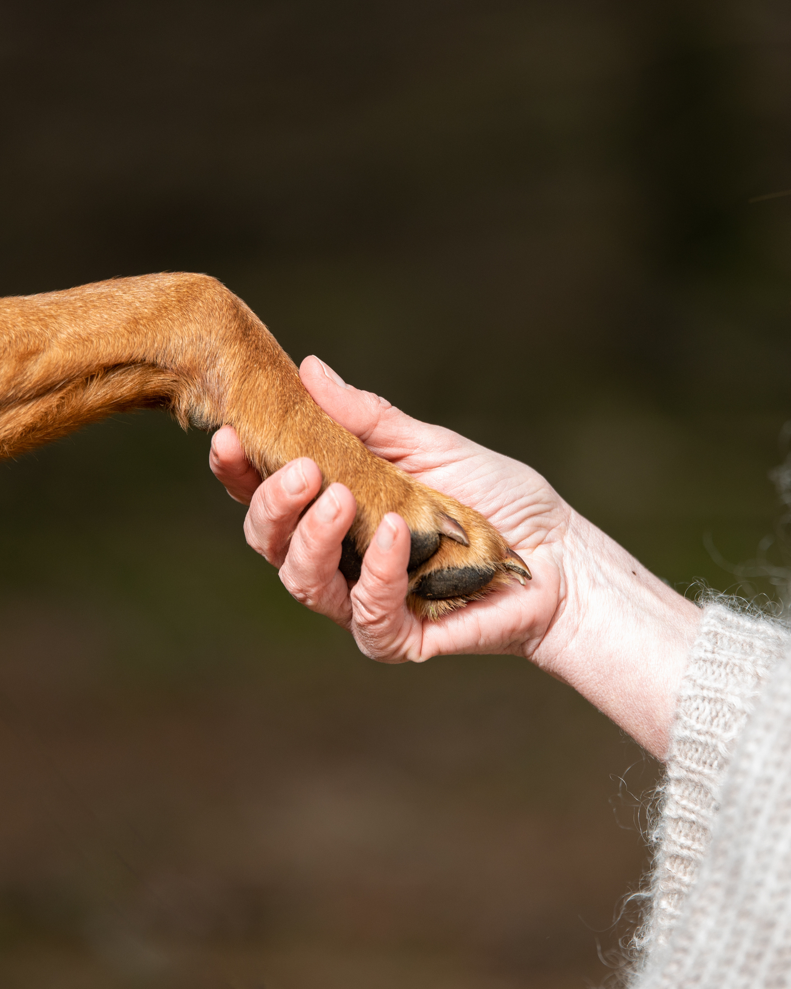Waldzauber. Tierfotografie und Familienfotografie in der Hallertau