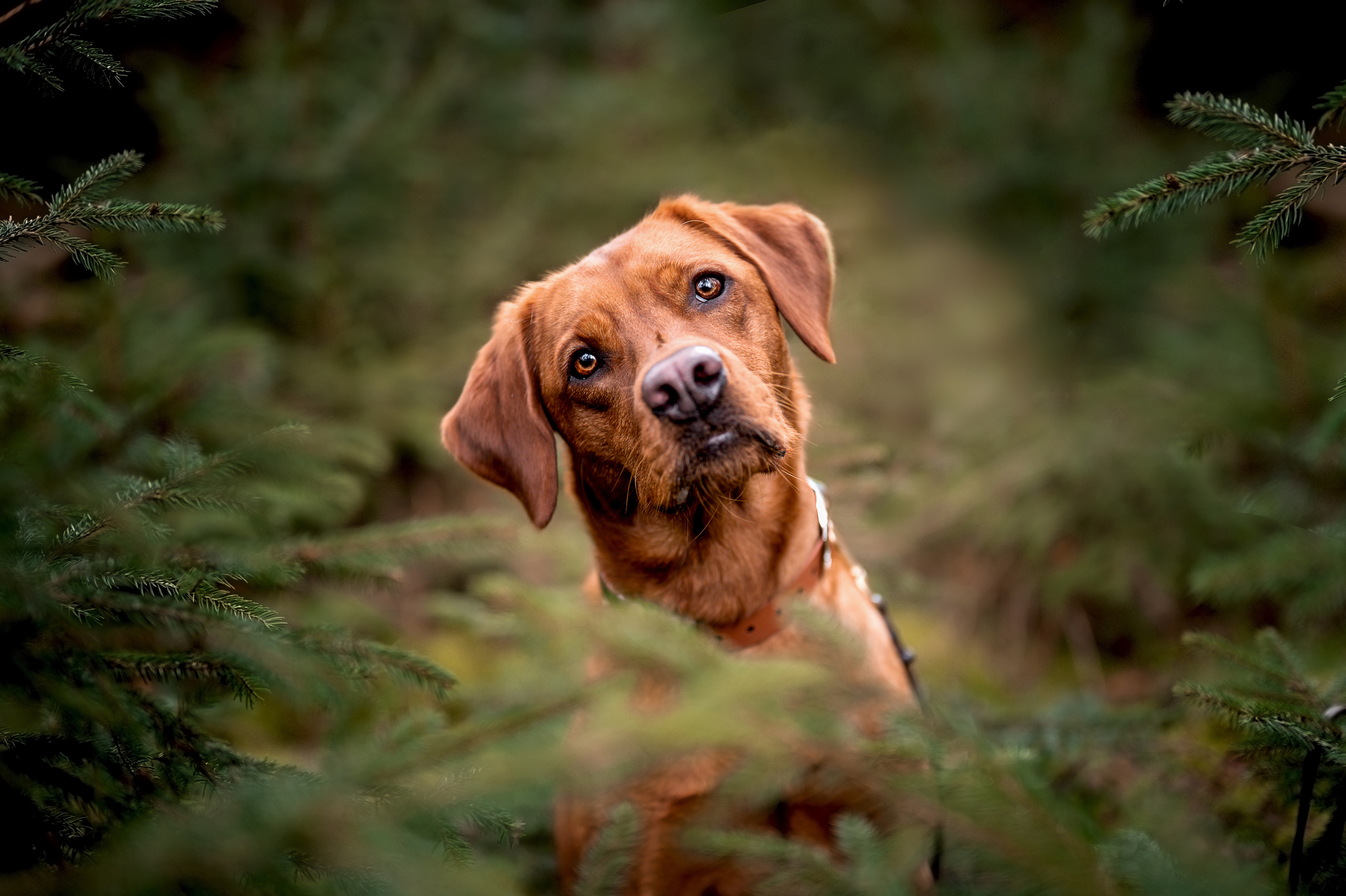 Waldzauber. Tierfotografie und Familienfotografie in der Hallertau