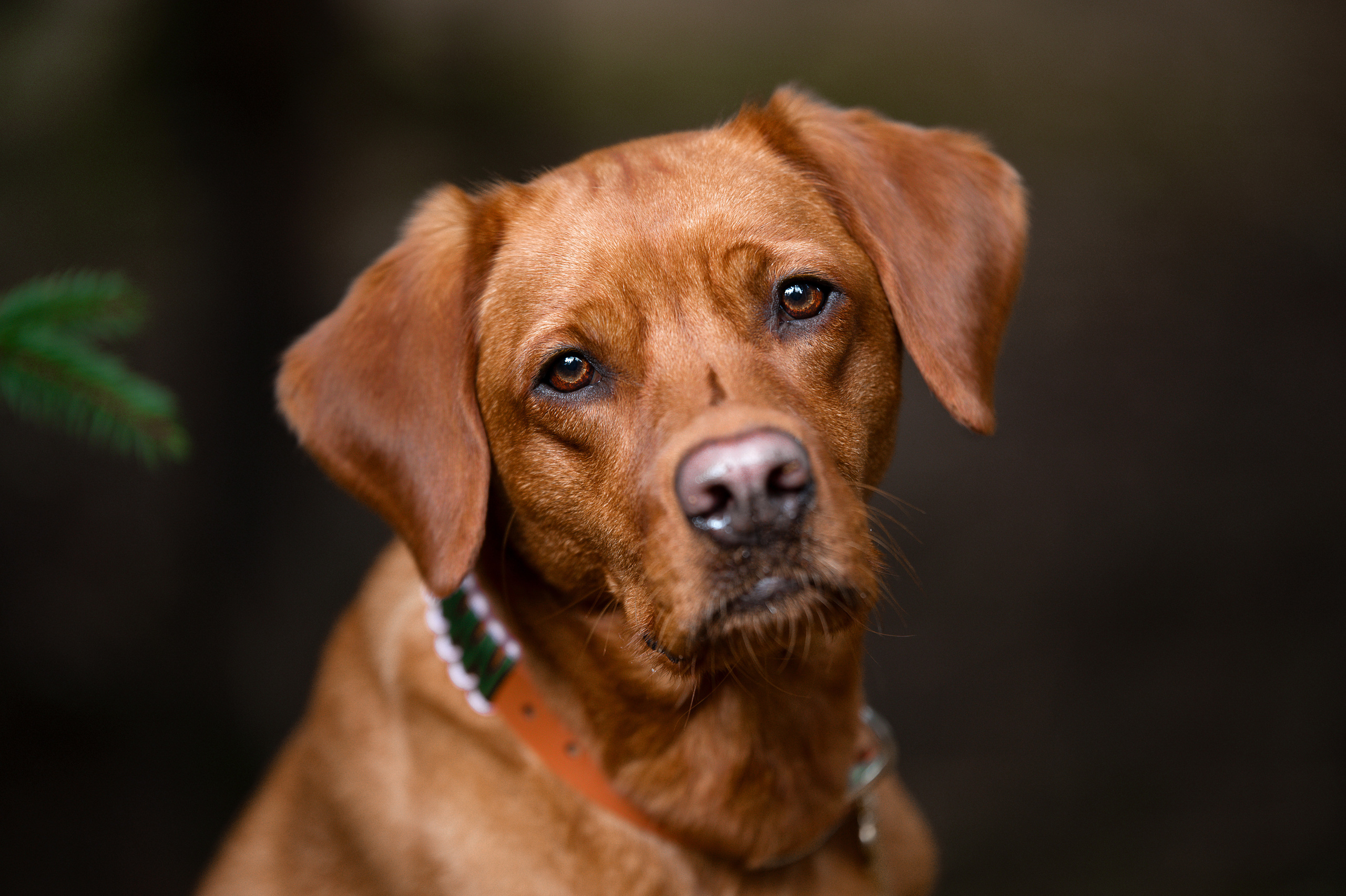 Tierfotografie und Familienfotografie in der Hallertau