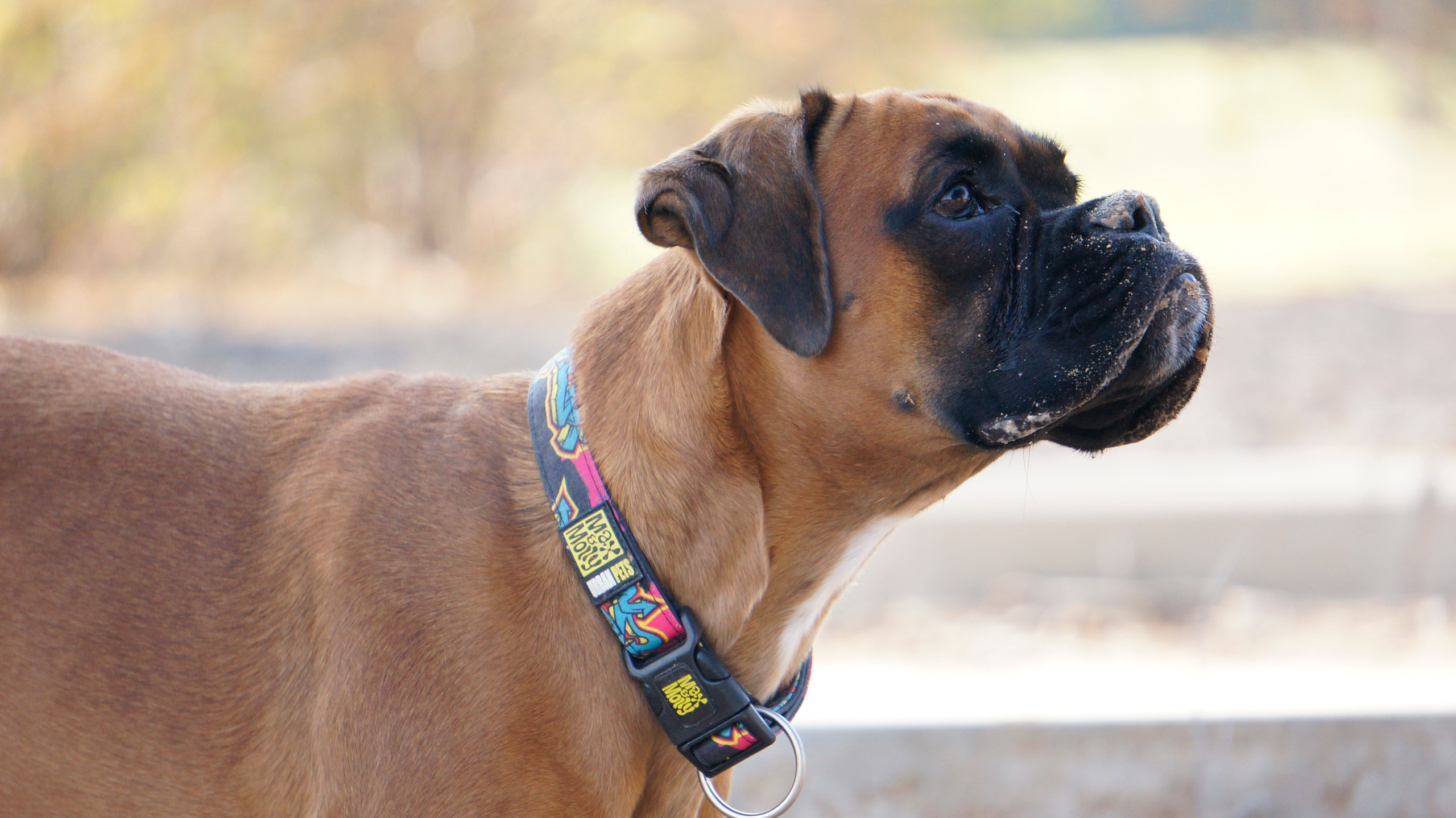 My ״Star״ Boxer Dog