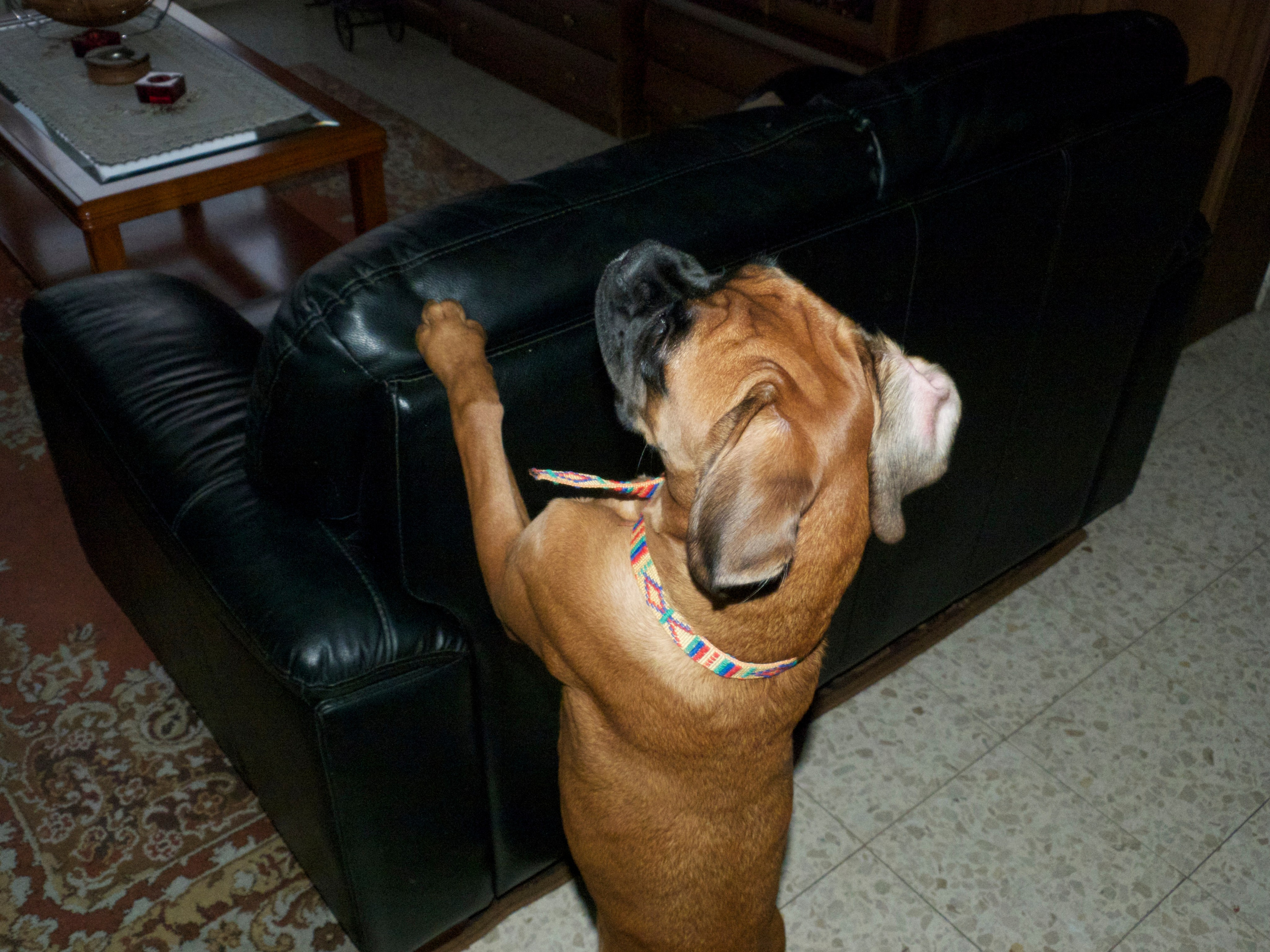 My ״Star״ Boxer Dog