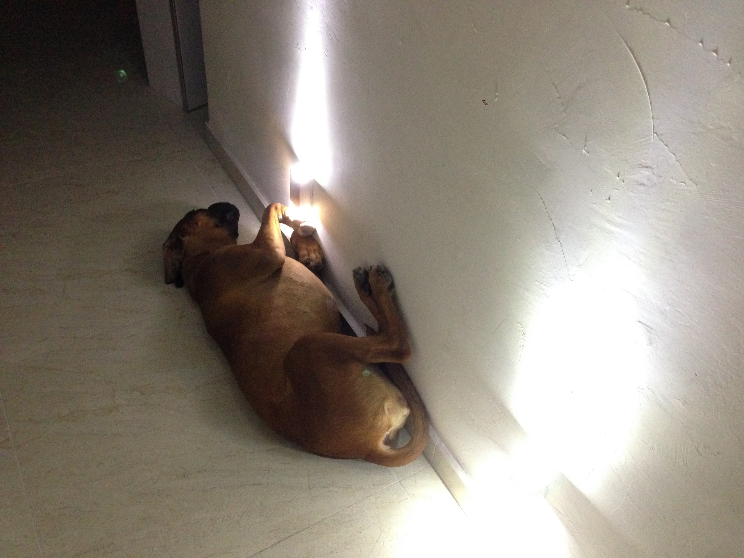 My ״Star״ Boxer Dog