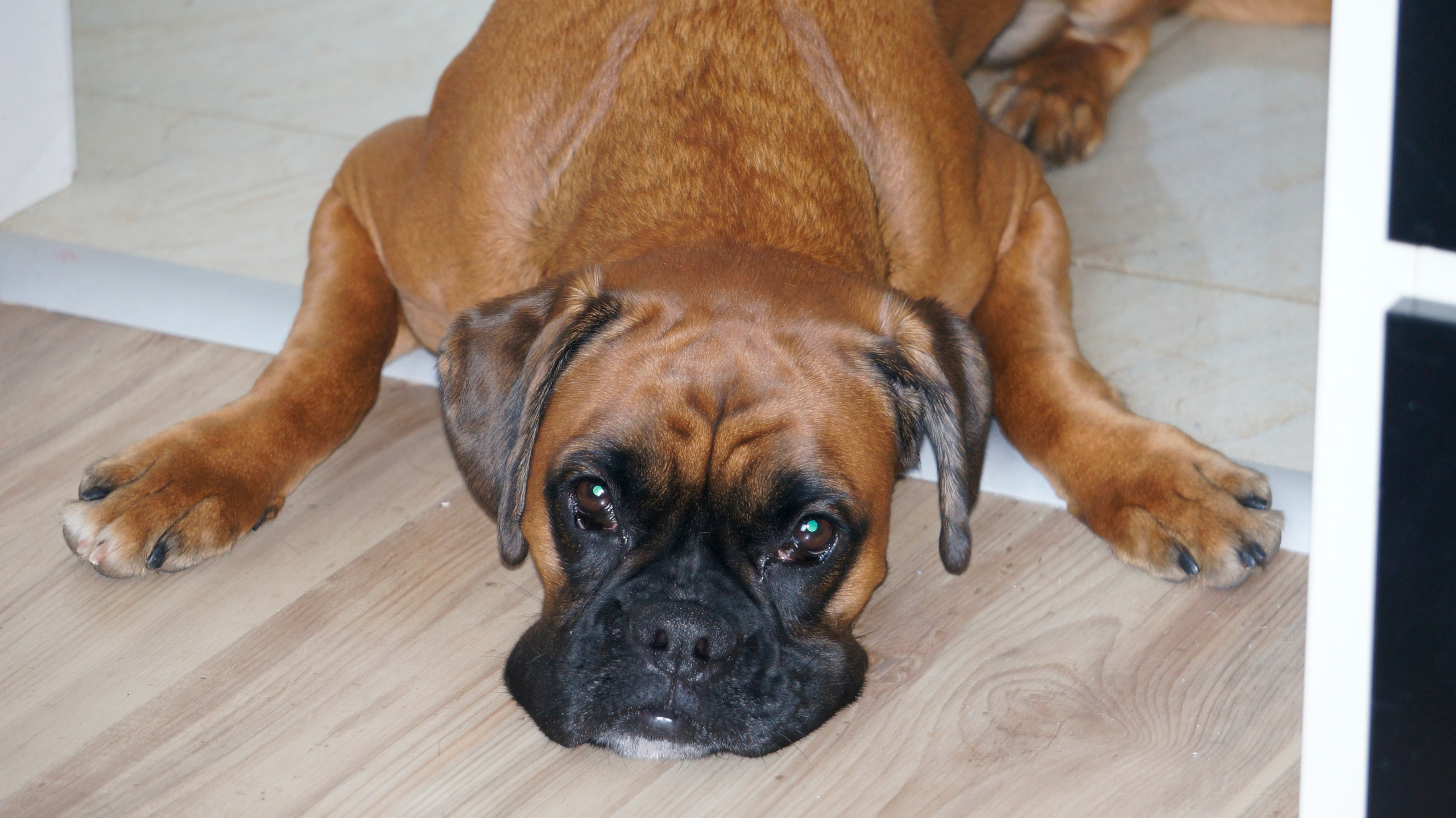 My ״Star״ Boxer Dog