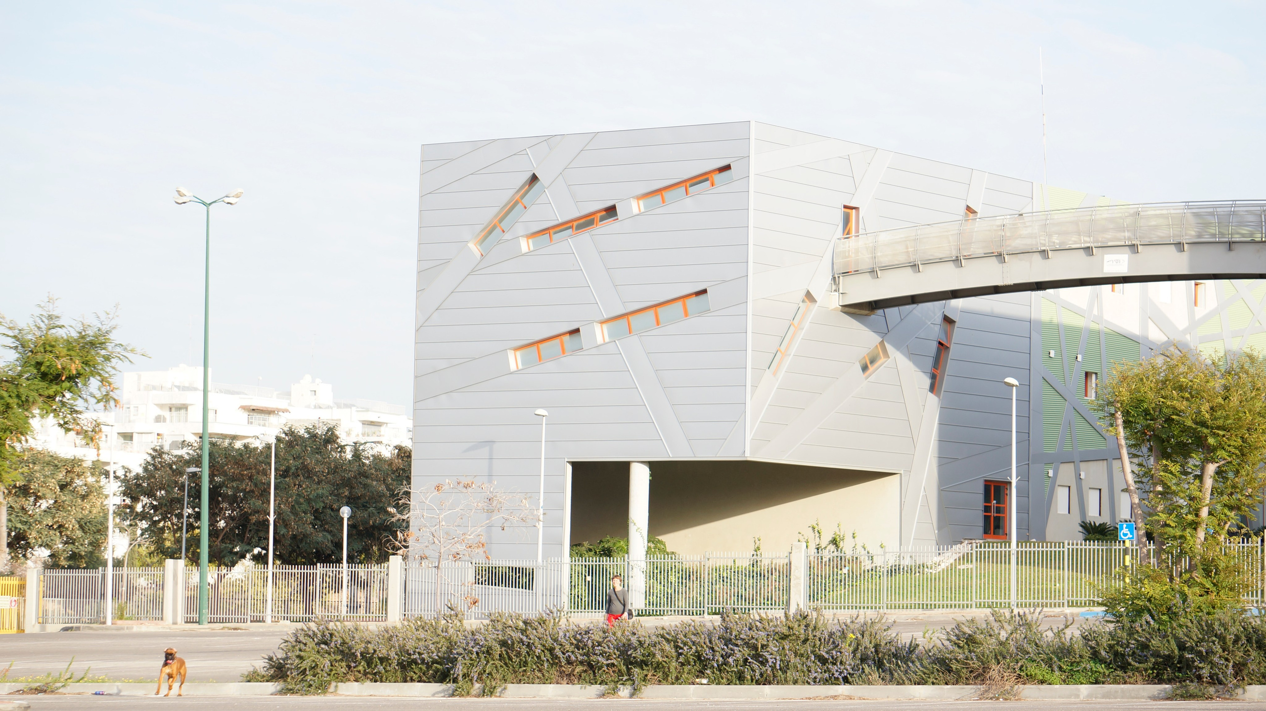 My ״Star״ Boxer Dog