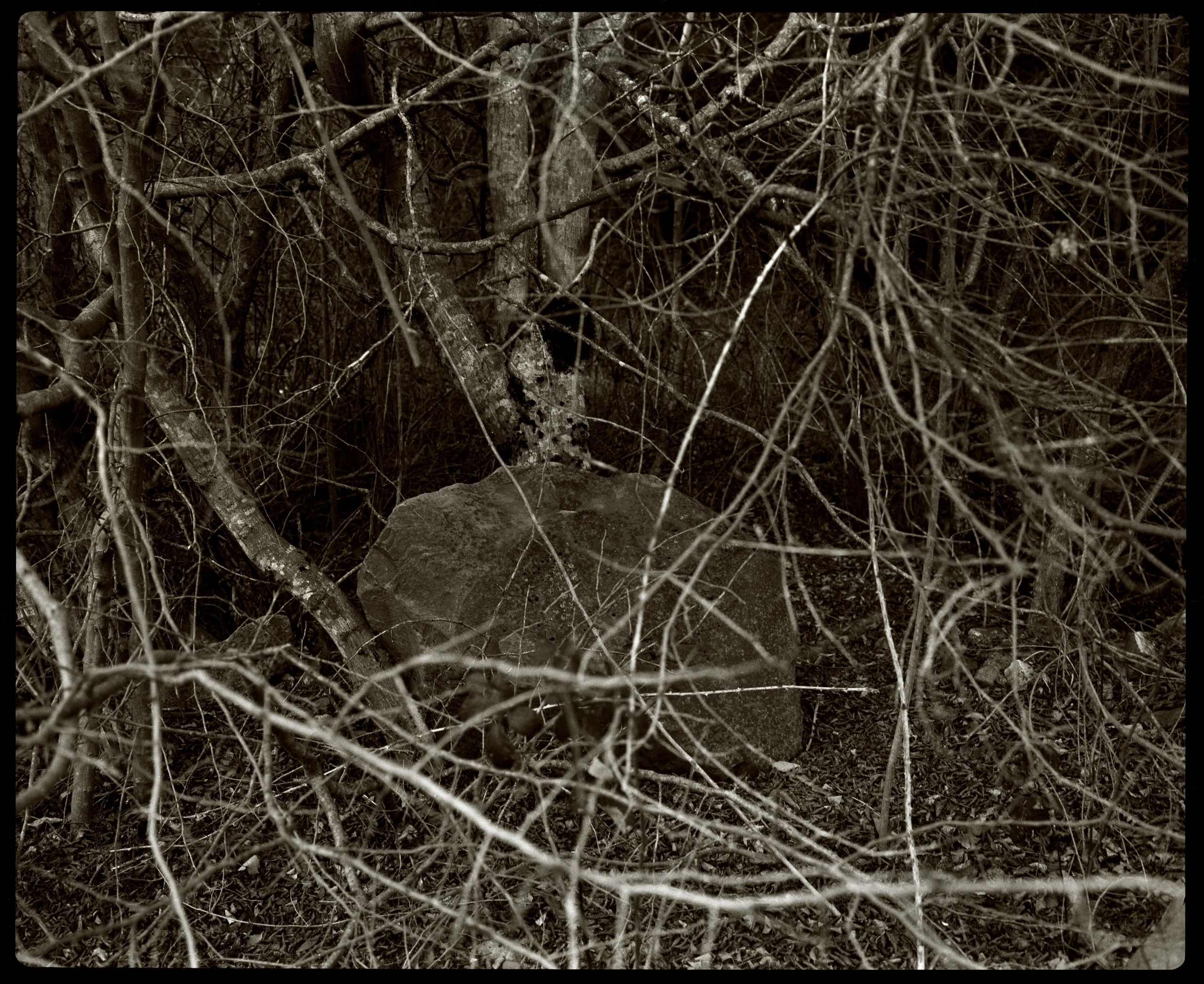 NATURE. Www.sananaleskerov.com