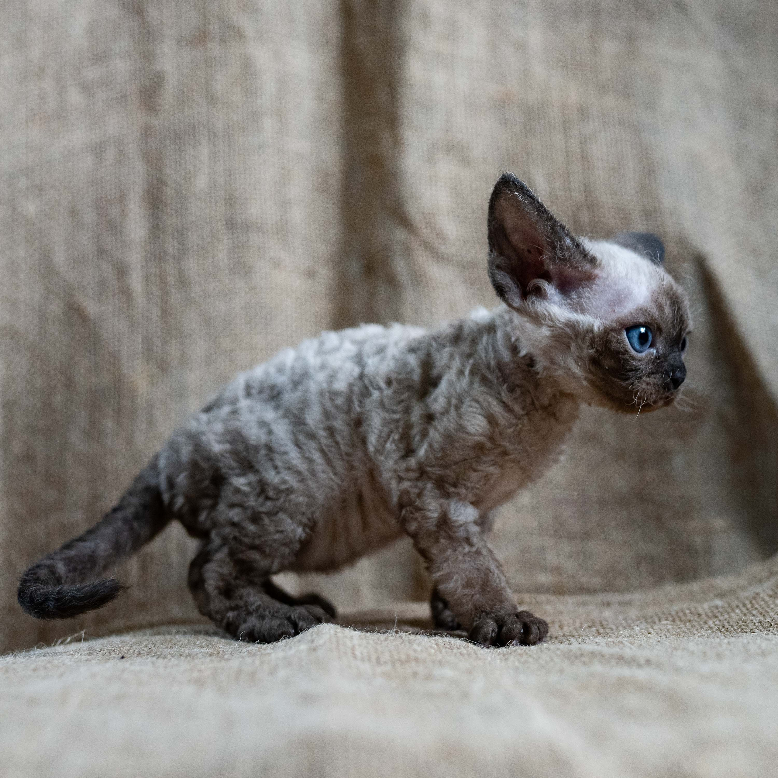 Leo, boy, born 12.20.2025. Devon Rex Pixie Cattery