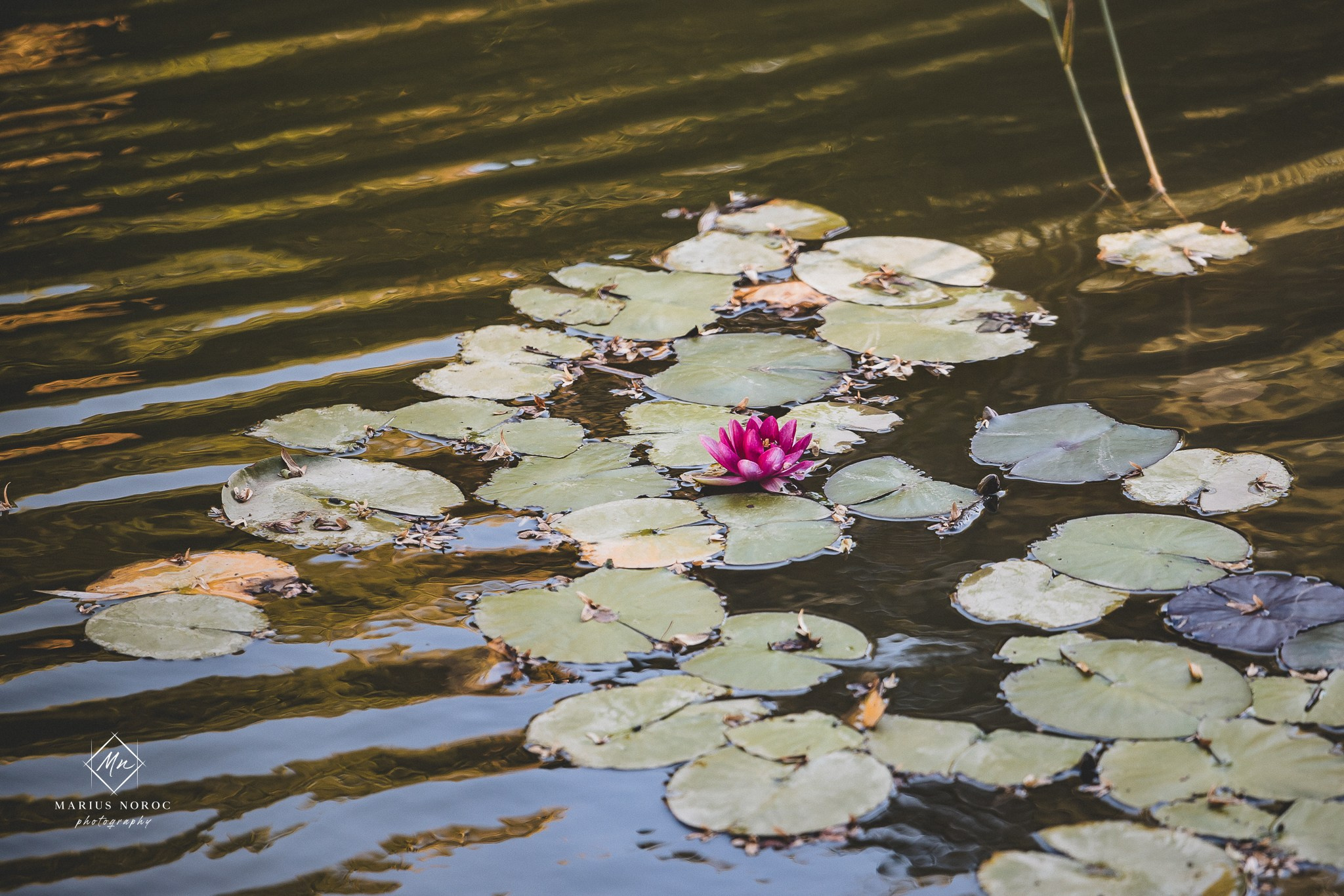 Ana Maria & Vlad | Forest Events Cucorani