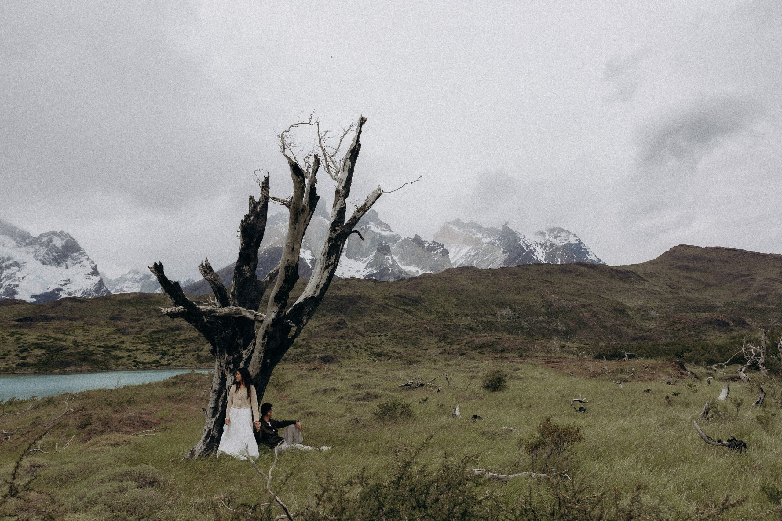 Scenic Patagonian landscape with iconic dead tree