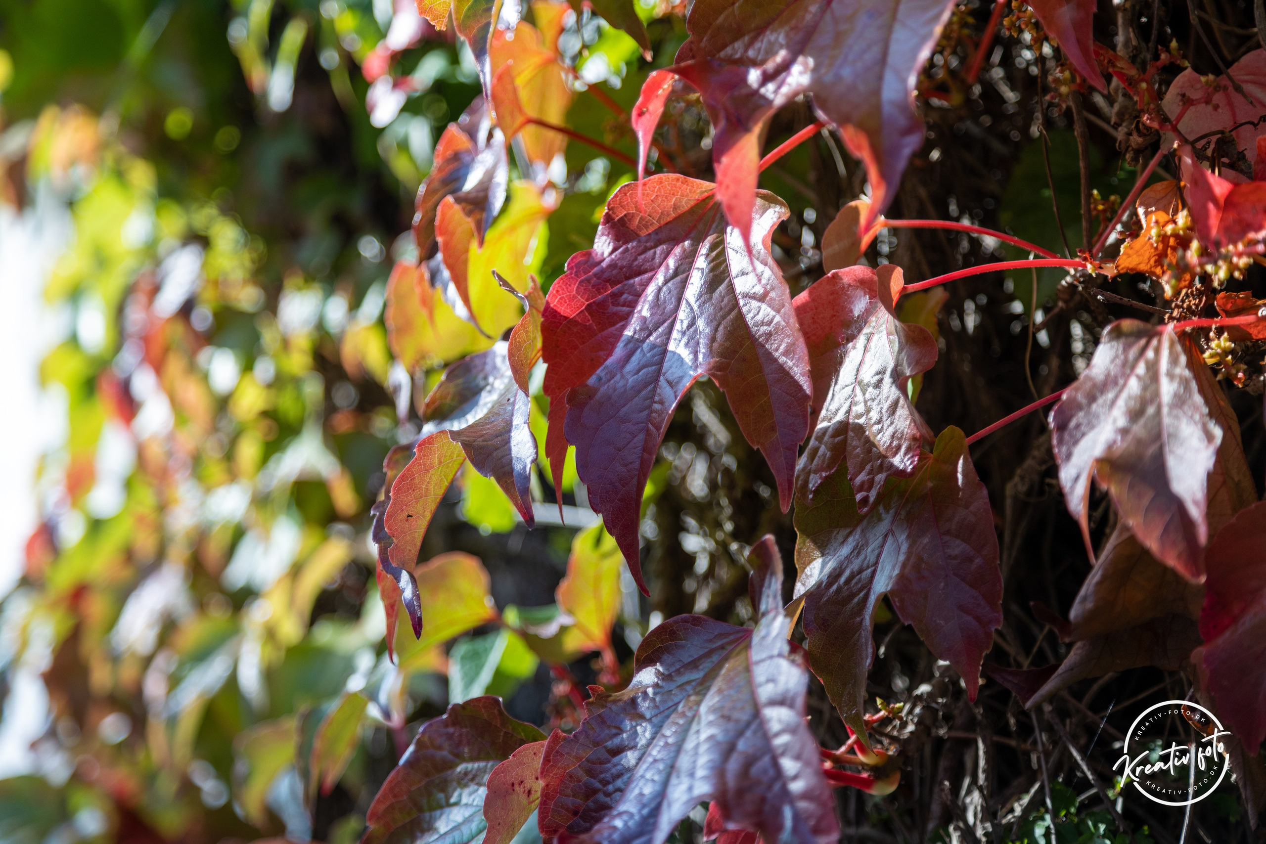 Sommer. Fotograf Aarhus | Portrætfoto Århus | Flotte billeder