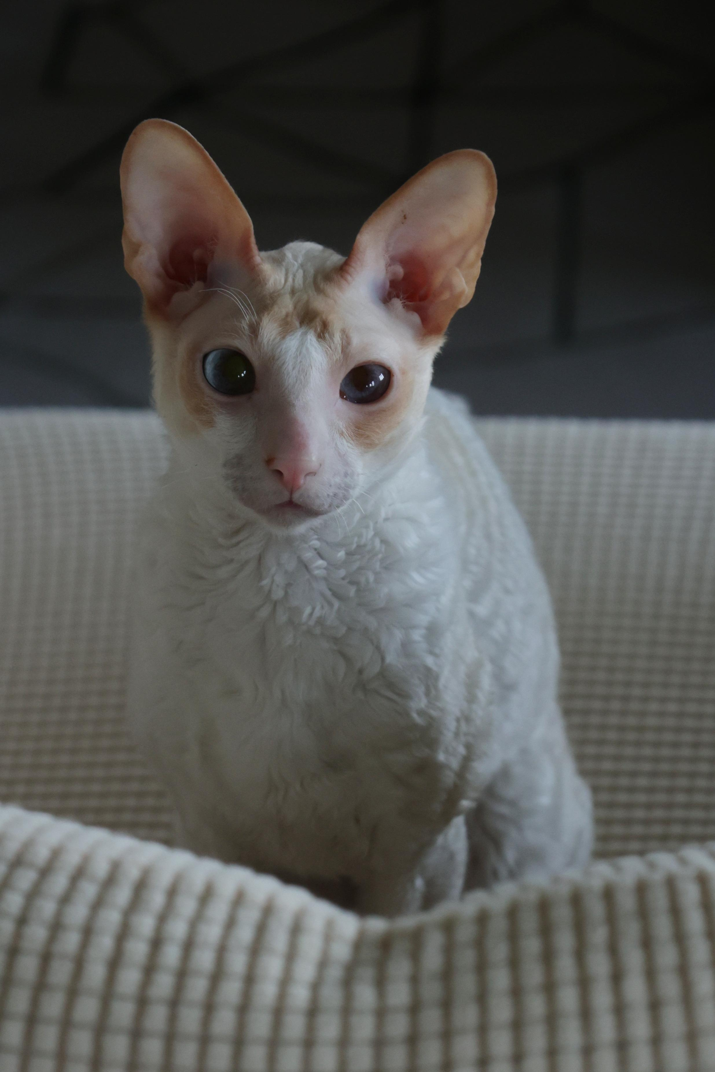Cornish Rex. Couples and portraits photographer Wimbledon London
