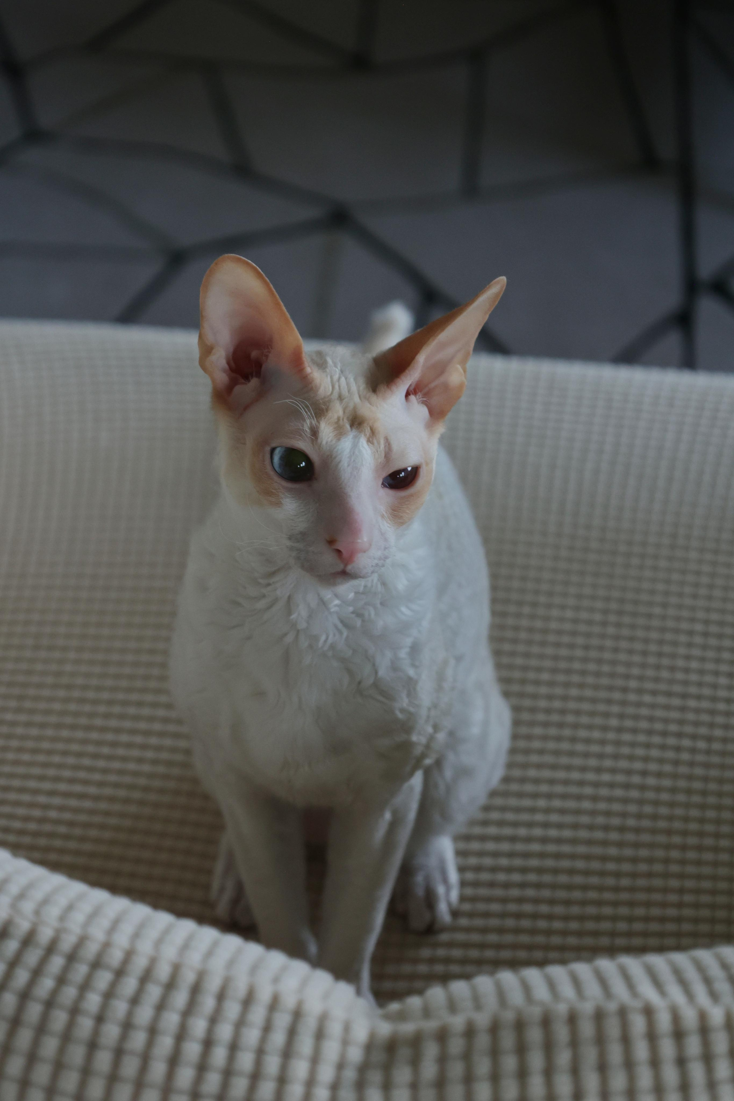 Cornish Rex. Couples and portraits photographer Wimbledon London