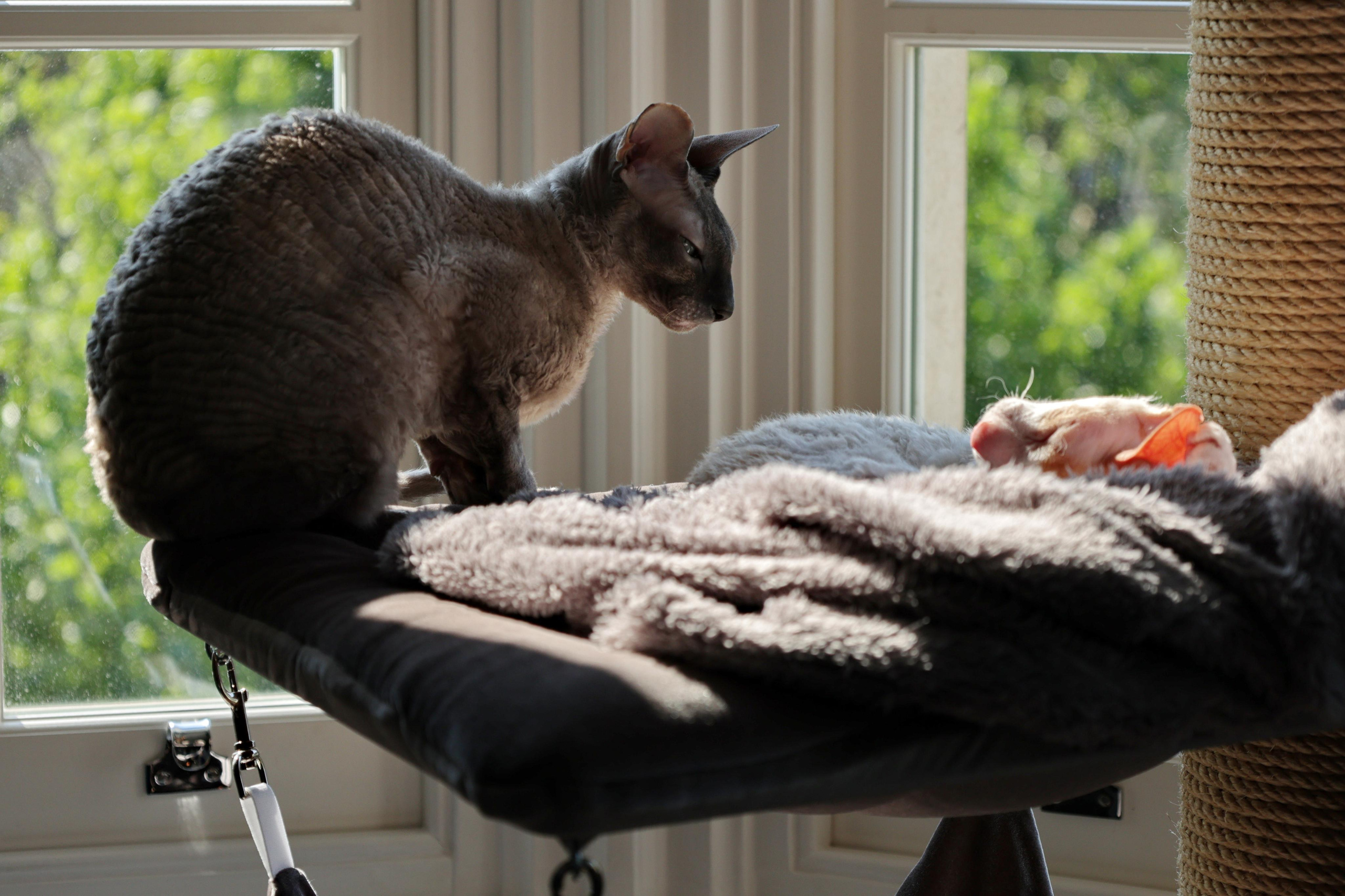 Cornish Rex. Couples and portraits photographer Wimbledon London