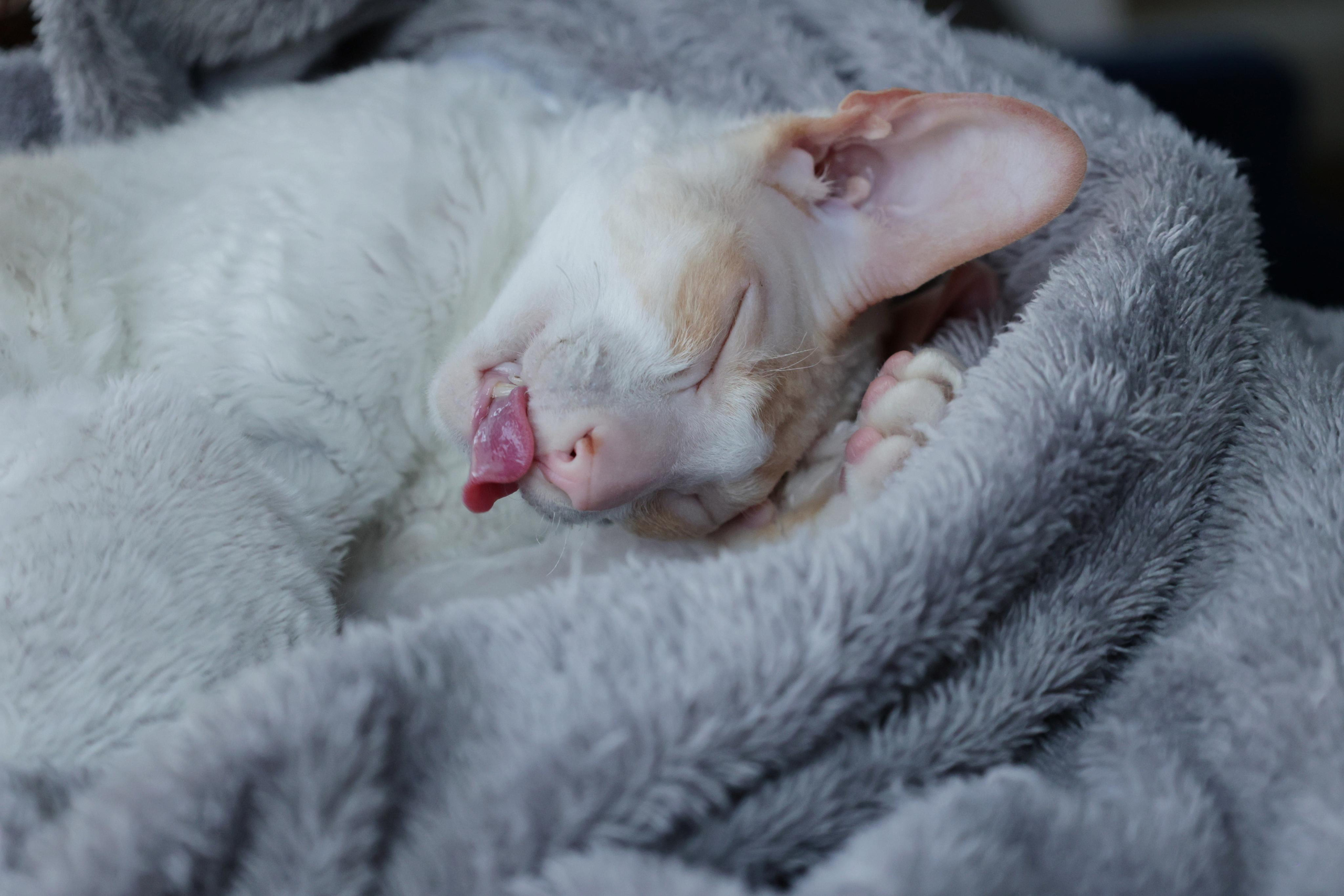 Cornish Rex. Couples and portraits photographer Wimbledon London