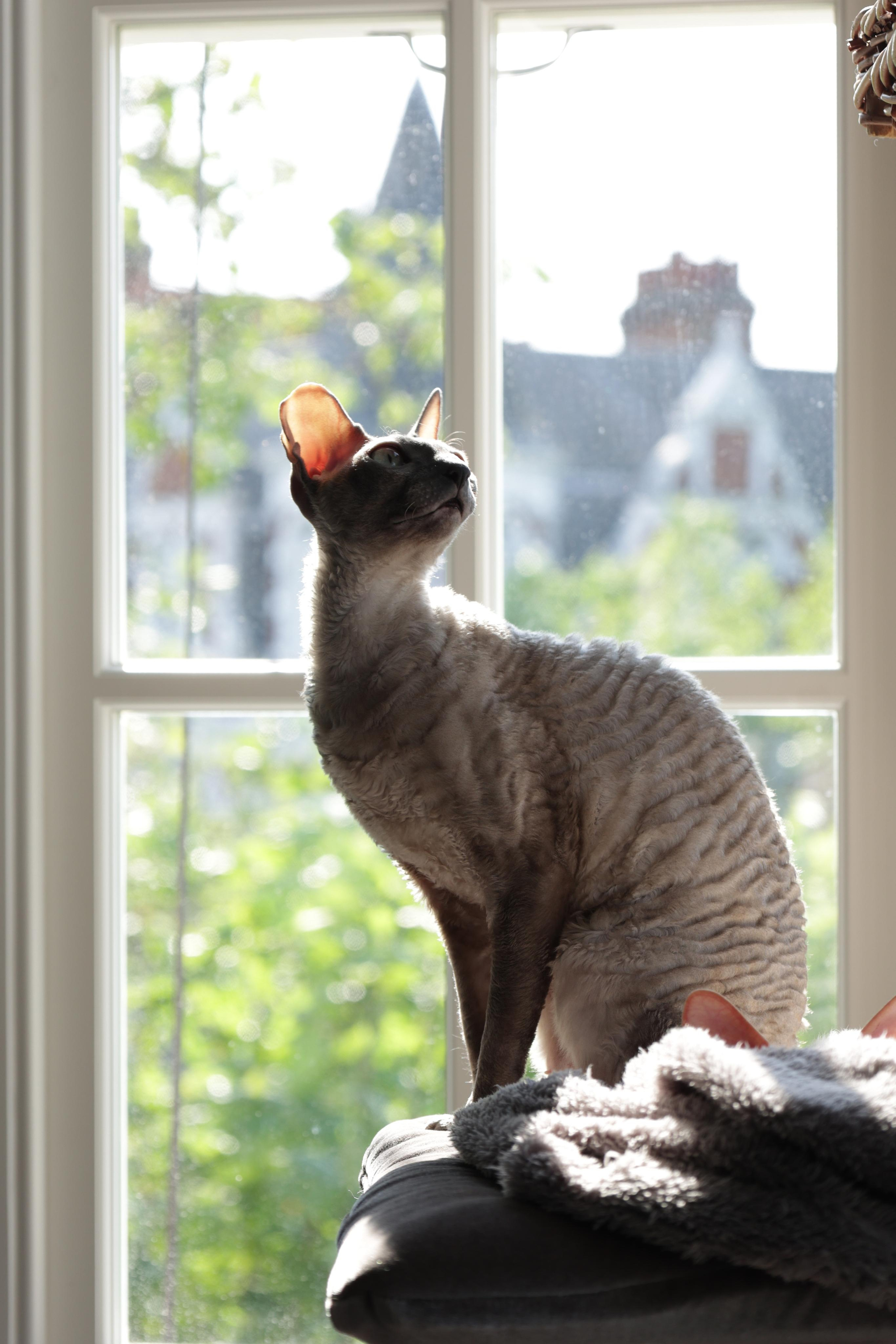 Cornish Rex. Couples and portraits photographer Wimbledon London