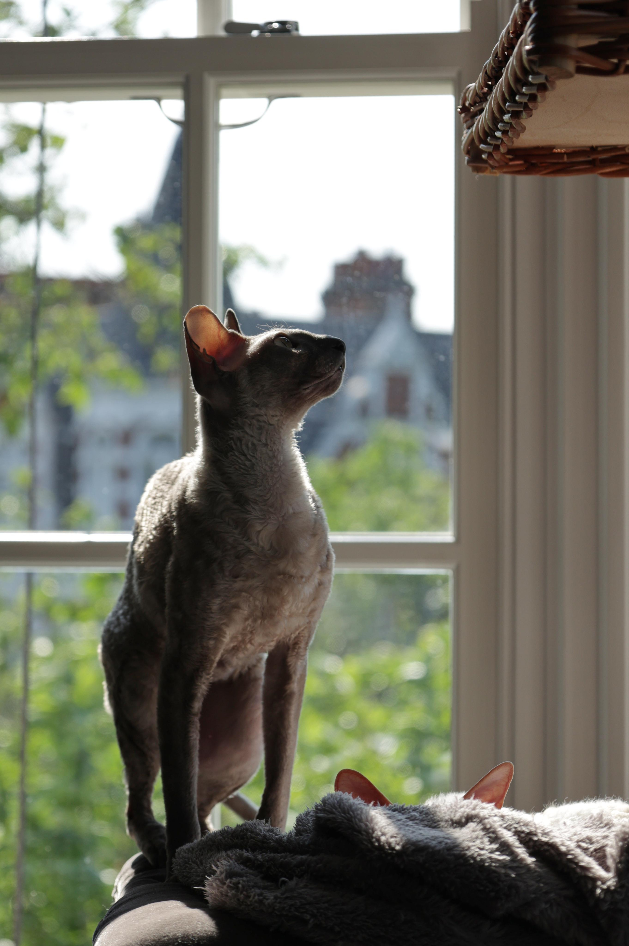 Cornish Rex. Couples and portraits photographer Wimbledon London