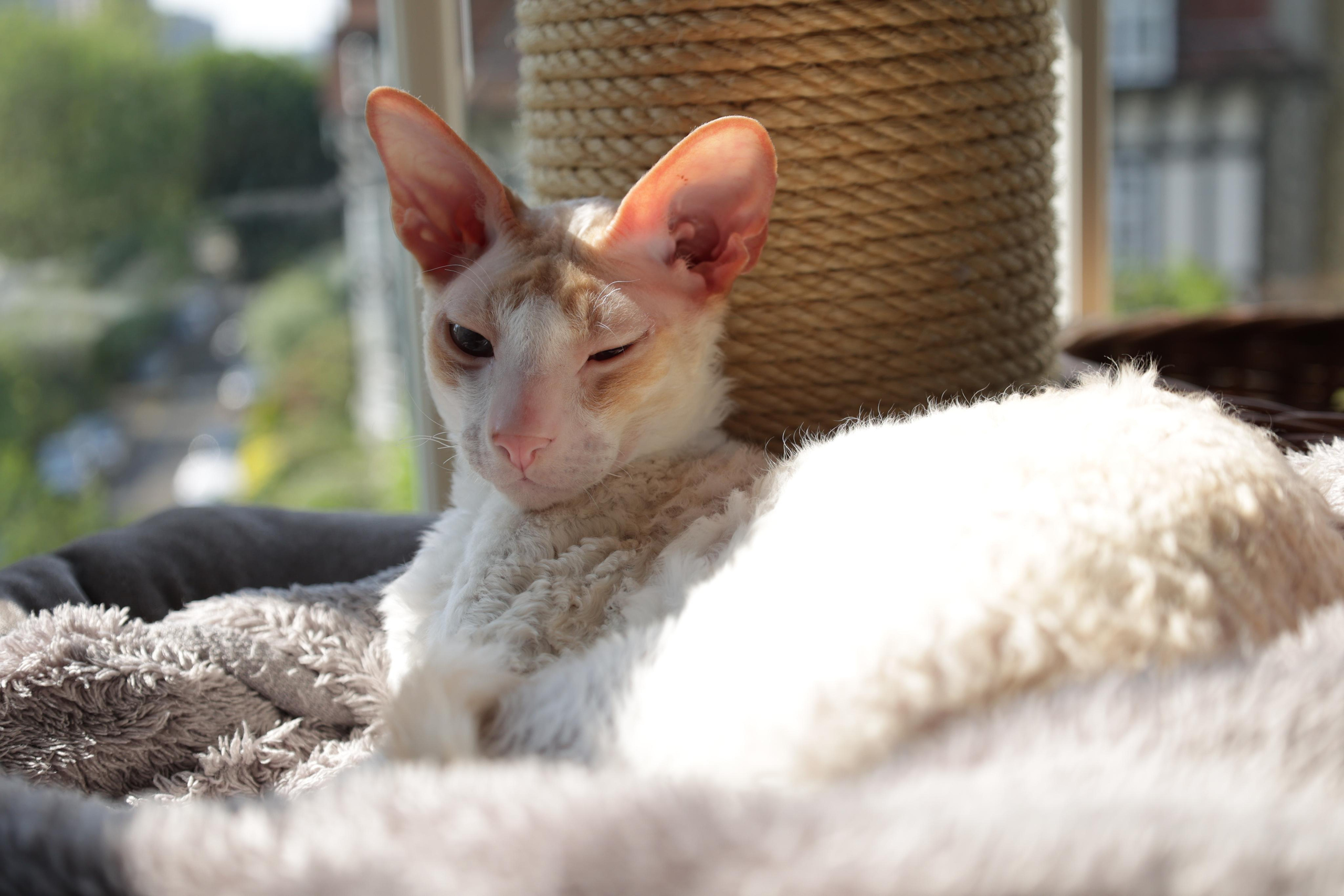 Cornish Rex. Couples and portraits photographer Wimbledon London